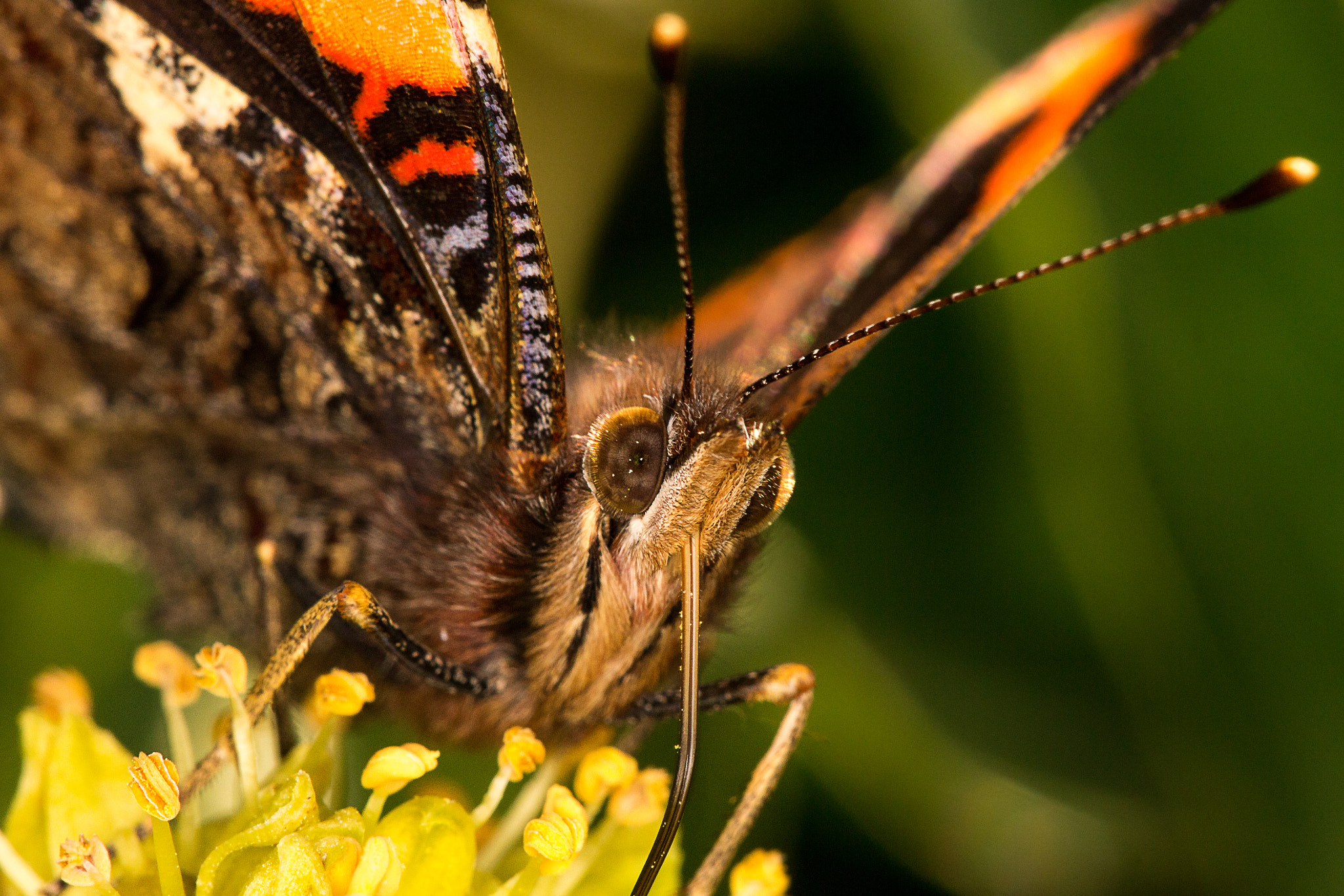 Sigma APO Macro 150mm f/2.8 EX DG HSM sample photo. Cheers, mr. admiral photography