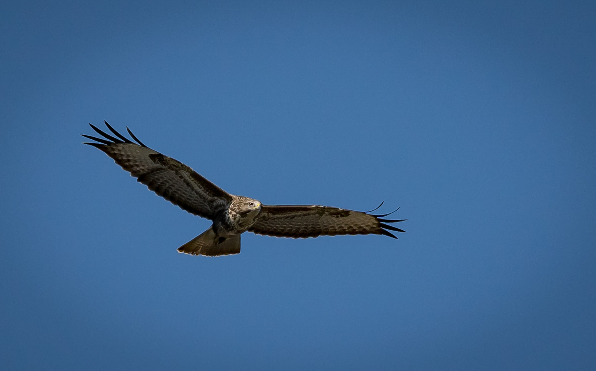 Sigma 150-500mm F5-6.3 DG OS HSM sample photo. Bussard photography