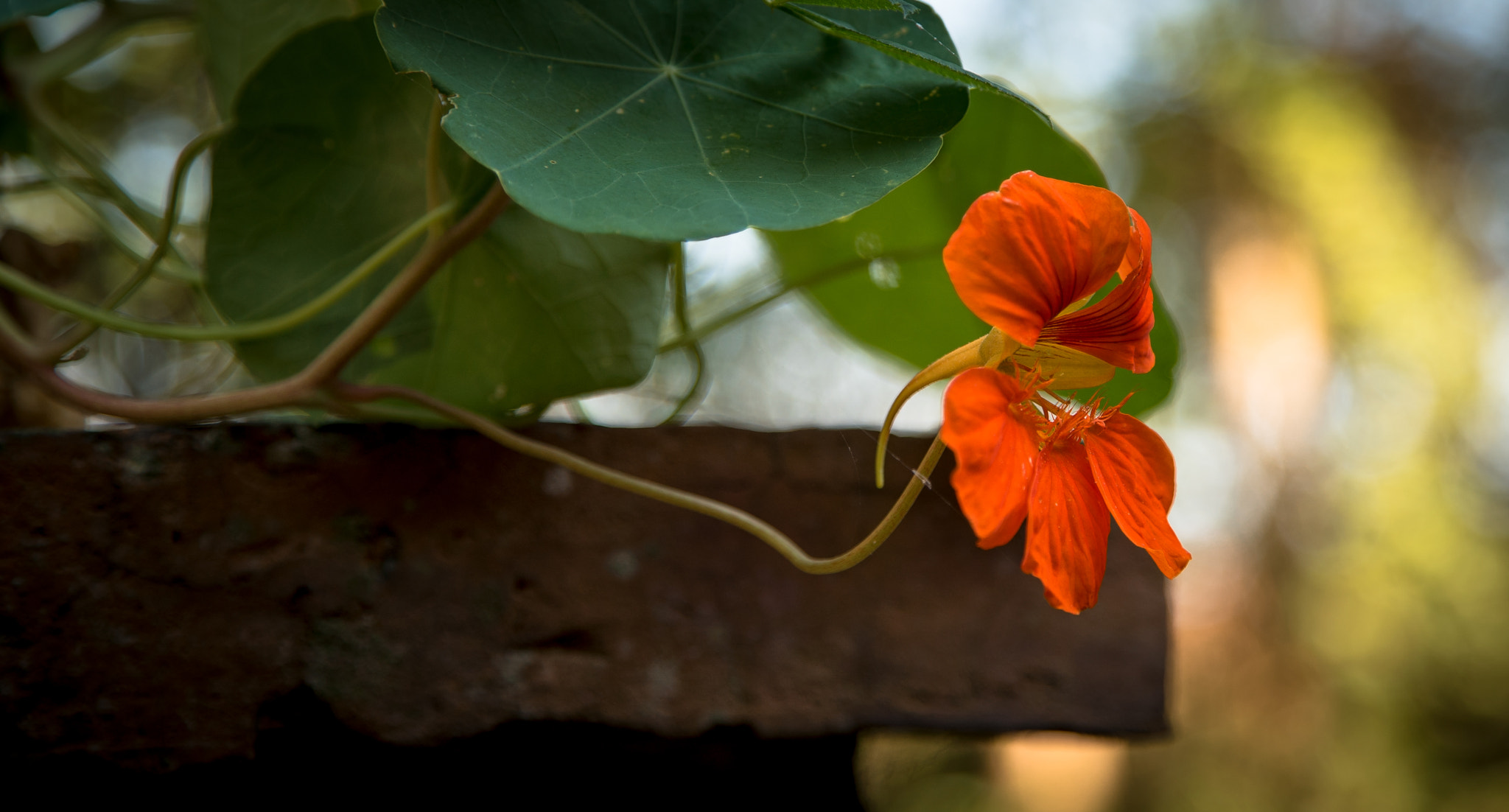 Tamron 18-270mm F3.5-6.3 Di II PZD sample photo. Lauras emotion photography