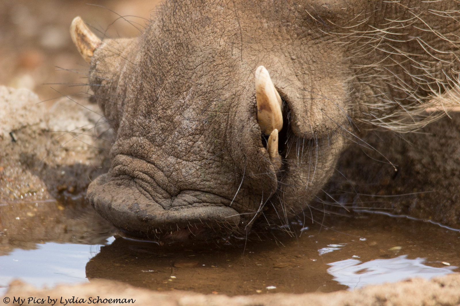 Sigma 150-500mm F5-6.3 DG OS HSM sample photo. Warthog drinking water photography