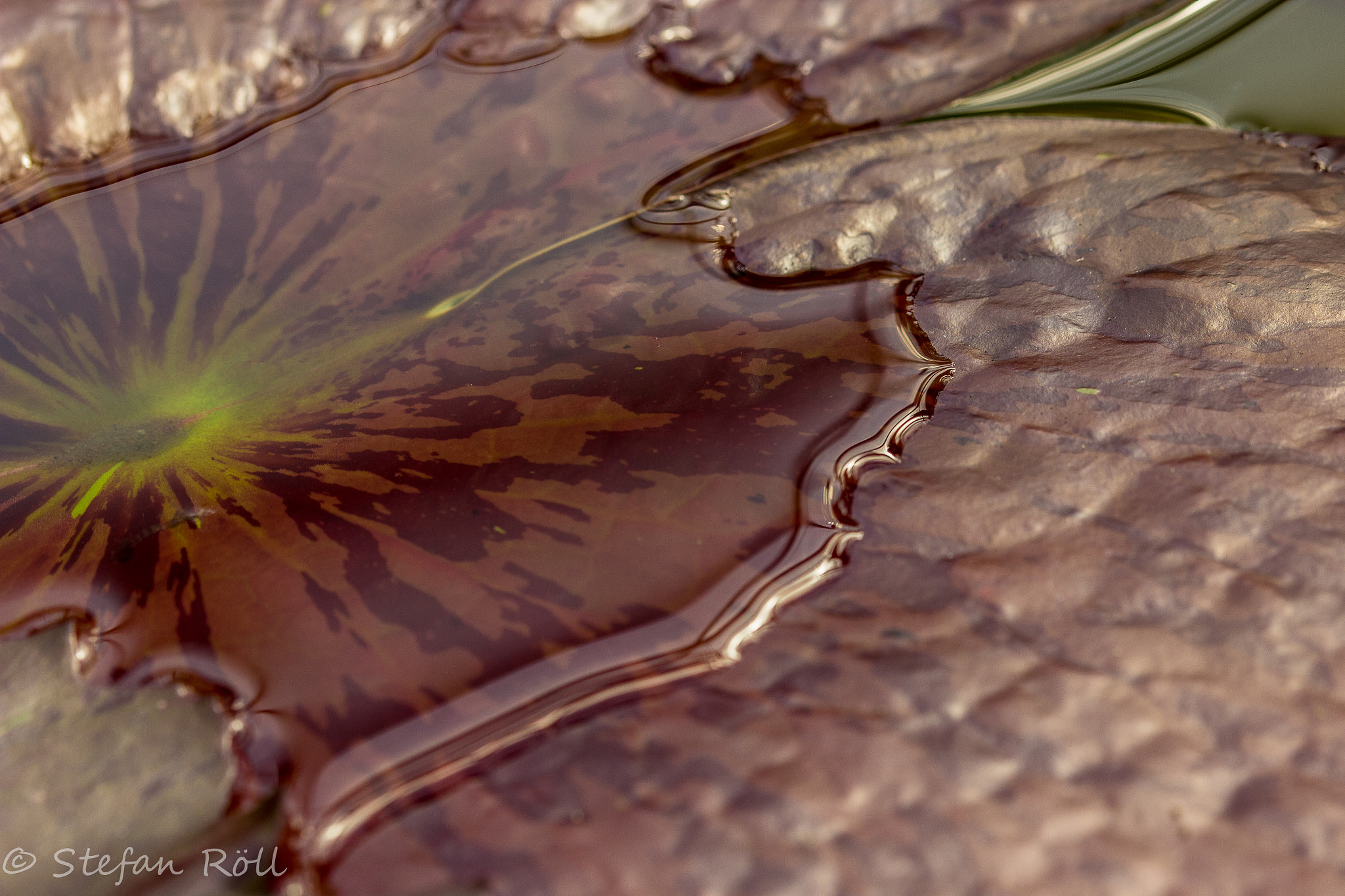 Sigma 105mm F2.8 EX DG OS HSM sample photo. Just a flower photography