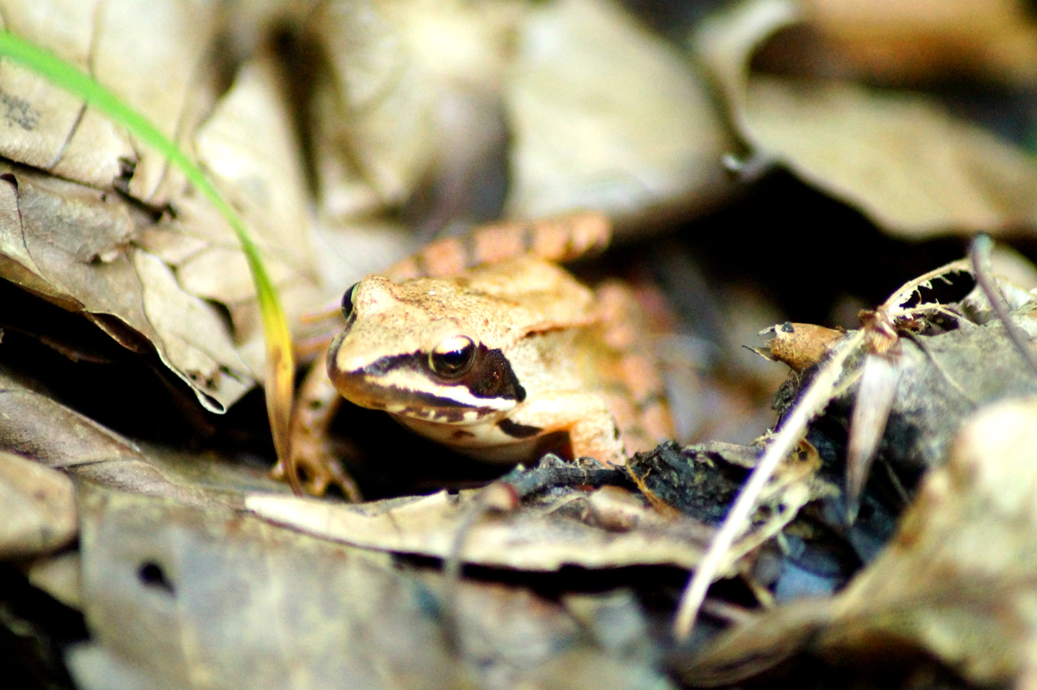 Tamron Lens (255) sample photo. Tree frog photography