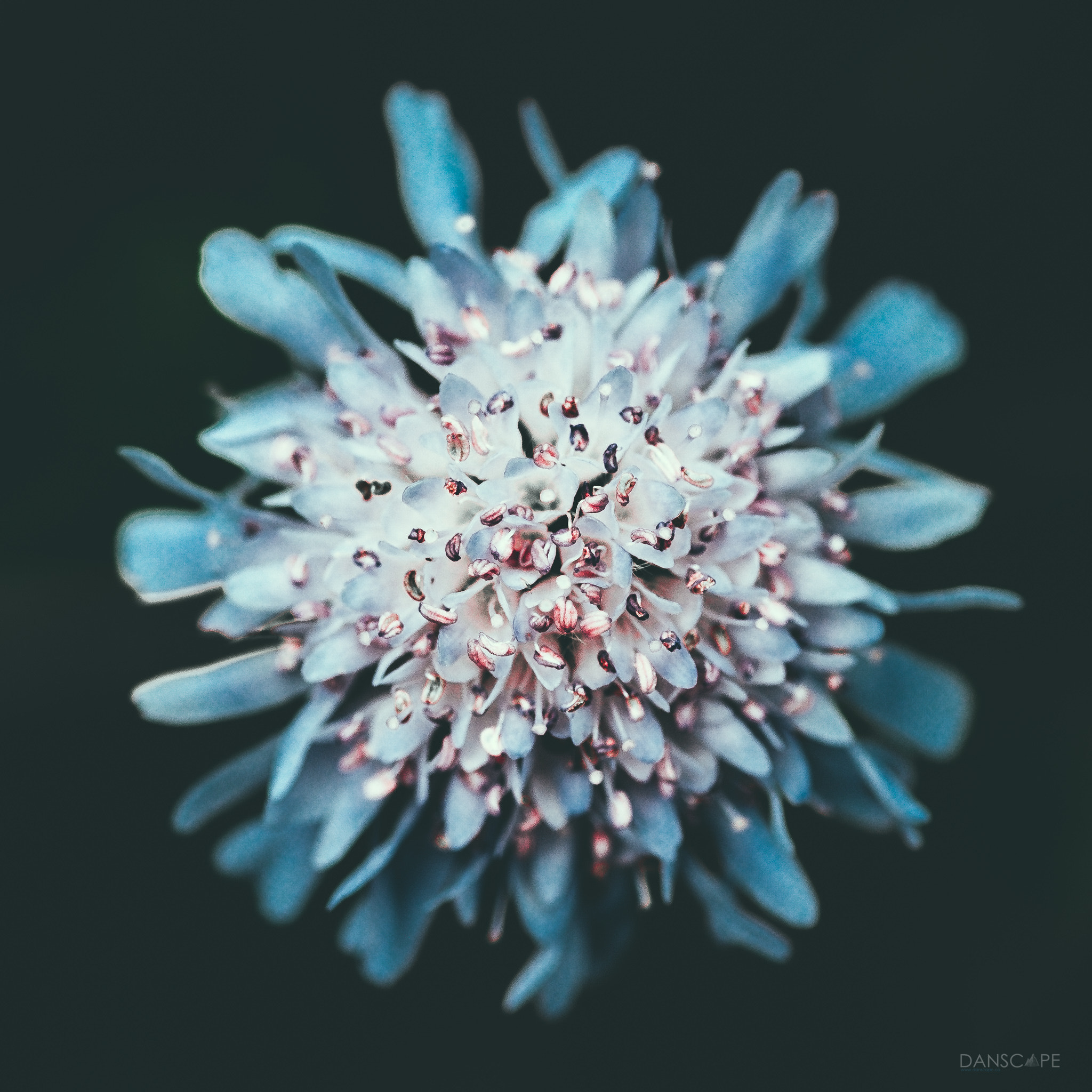 Fujifilm X-E1 + Fujifilm XF 60mm F2.4 R Macro sample photo. Blue sparks photography