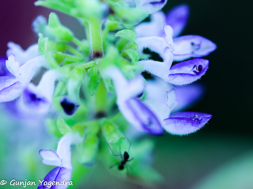 Canon EF 100mm F2.8L Macro IS USM sample photo. Teeny weeny blue photography