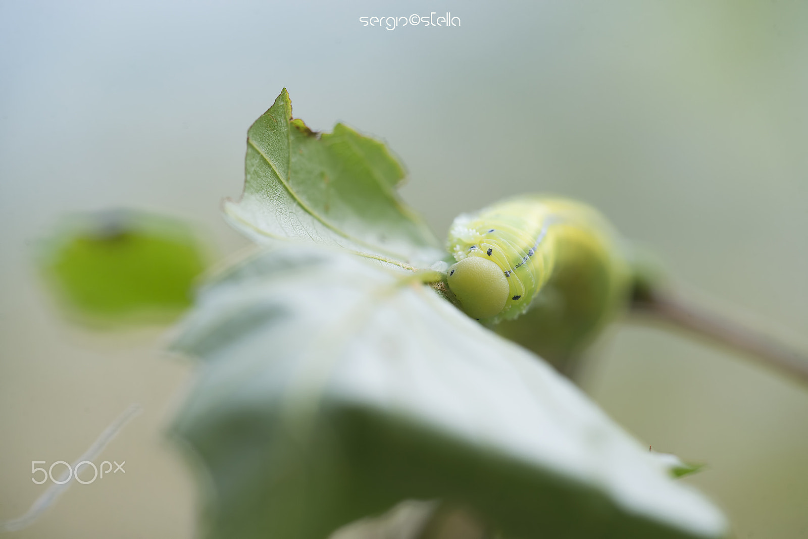 Sigma 150mm F2.8 EX DG Macro HSM sample photo. Cimbex connatus bruco photography