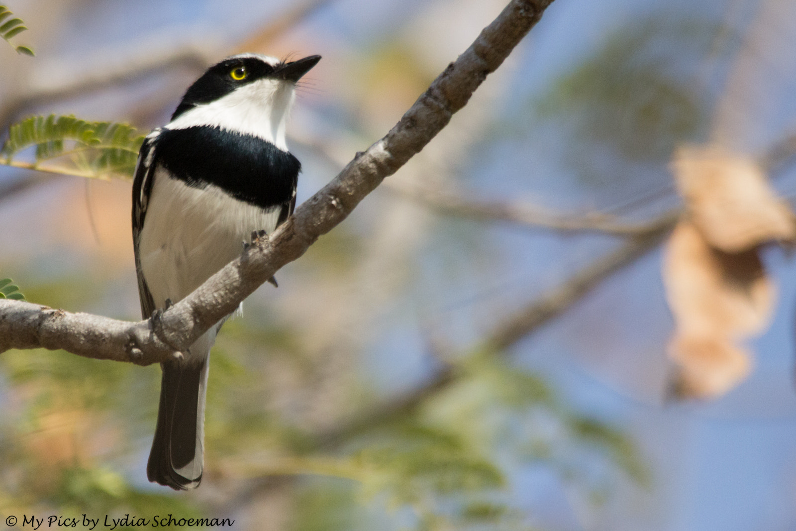 Sigma 150-500mm F5-6.3 DG OS HSM sample photo. Chinspot batis photography