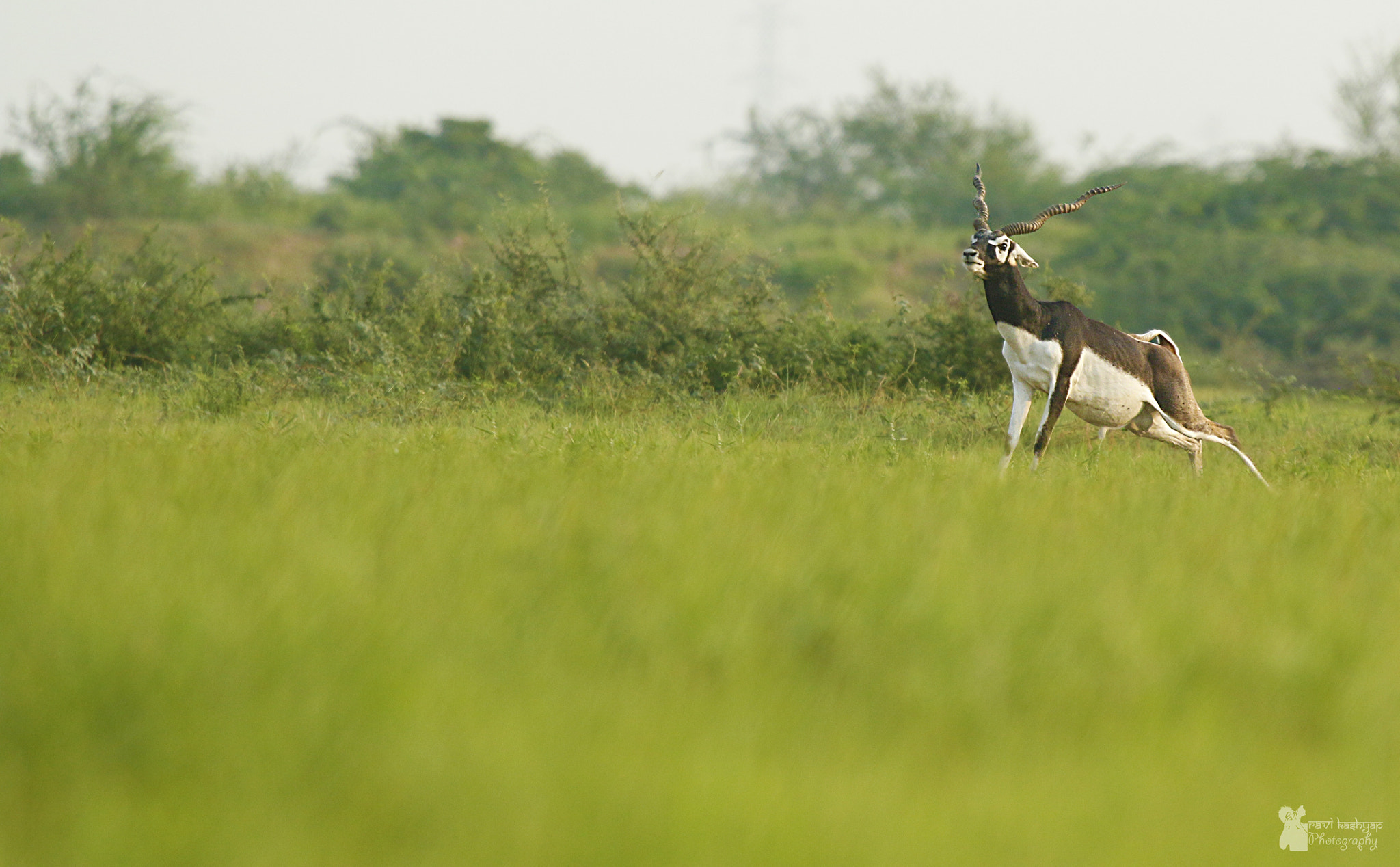 Canon EF 100-400mm F4.5-5.6L IS USM sample photo. Nature's call photography