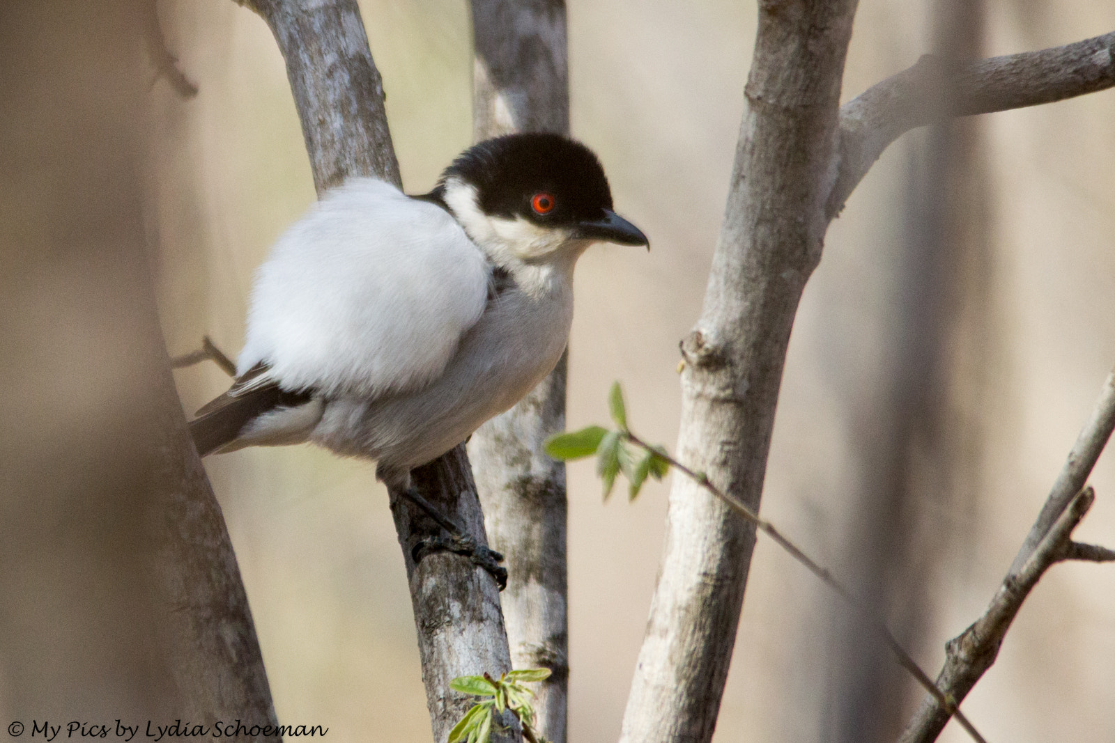 Sigma 150-500mm F5-6.3 DG OS HSM sample photo. Black-backed puffback photography