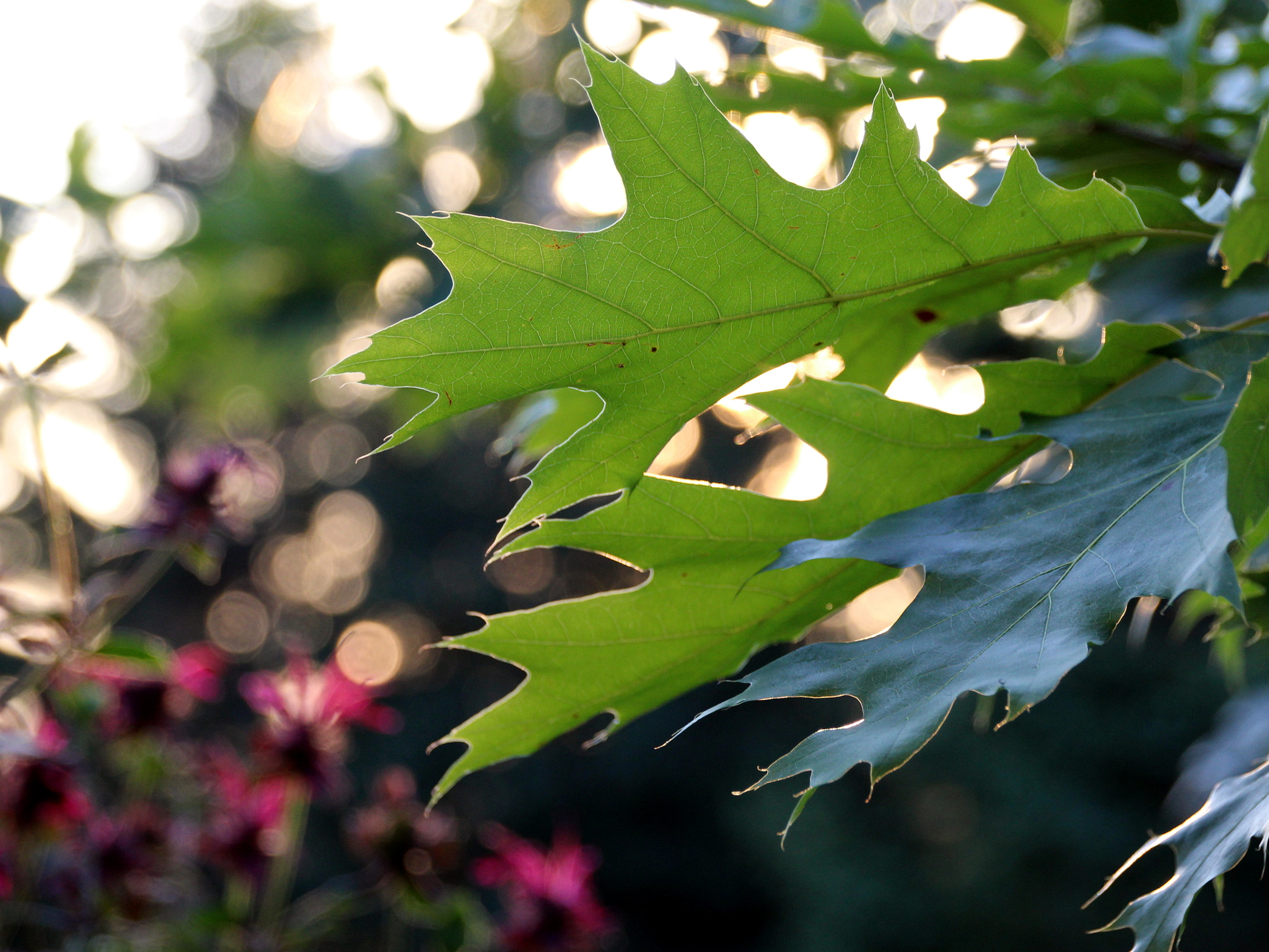 Sigma 18-250mm F3.5-6.3 DC OS HSM sample photo. Red oak leaves photography