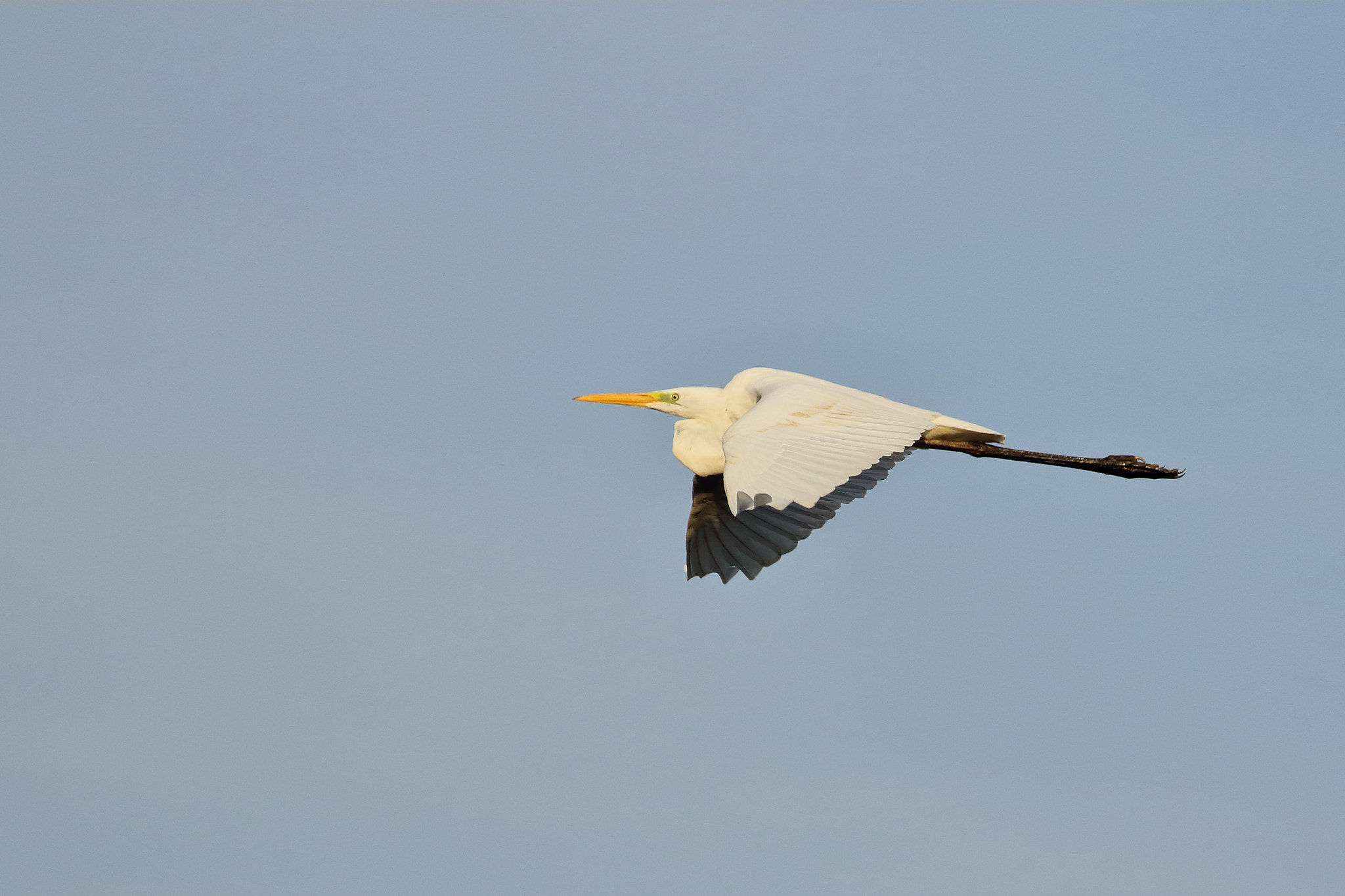 Canon EF 70-300mm F4-5.6L IS USM sample photo. Egret in flight photography