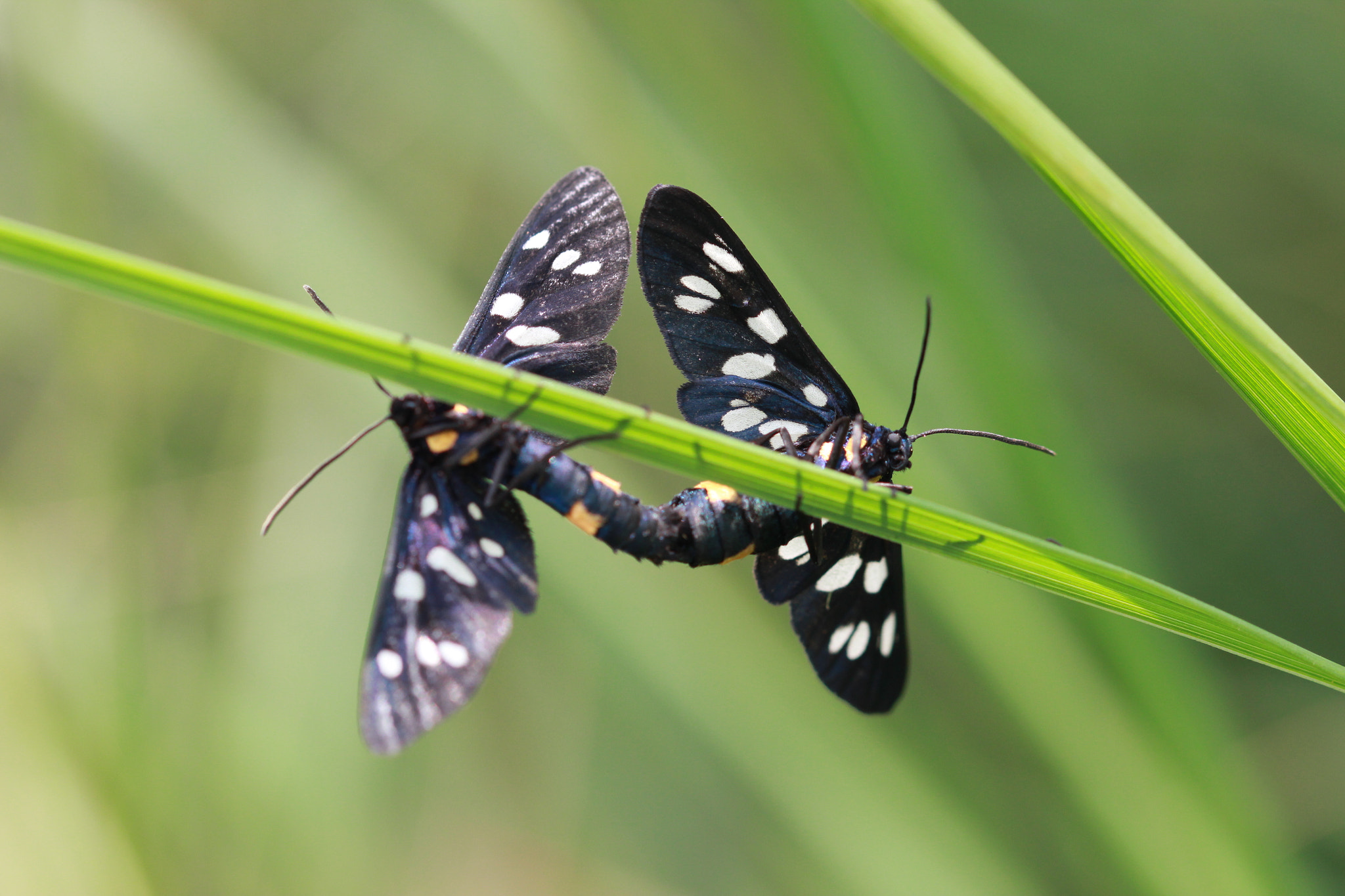 Sigma 105mm F2.8 EX DG OS HSM sample photo. Syntomis phegea u photography
