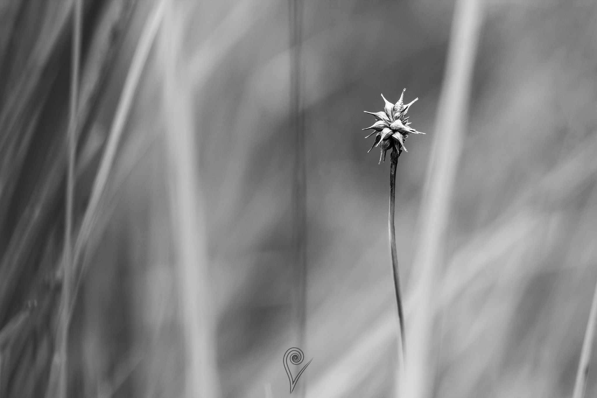 Canon EOS 600D (Rebel EOS T3i / EOS Kiss X5) + Canon EF 100mm F2.8L Macro IS USM sample photo. Under the grass b/w photography