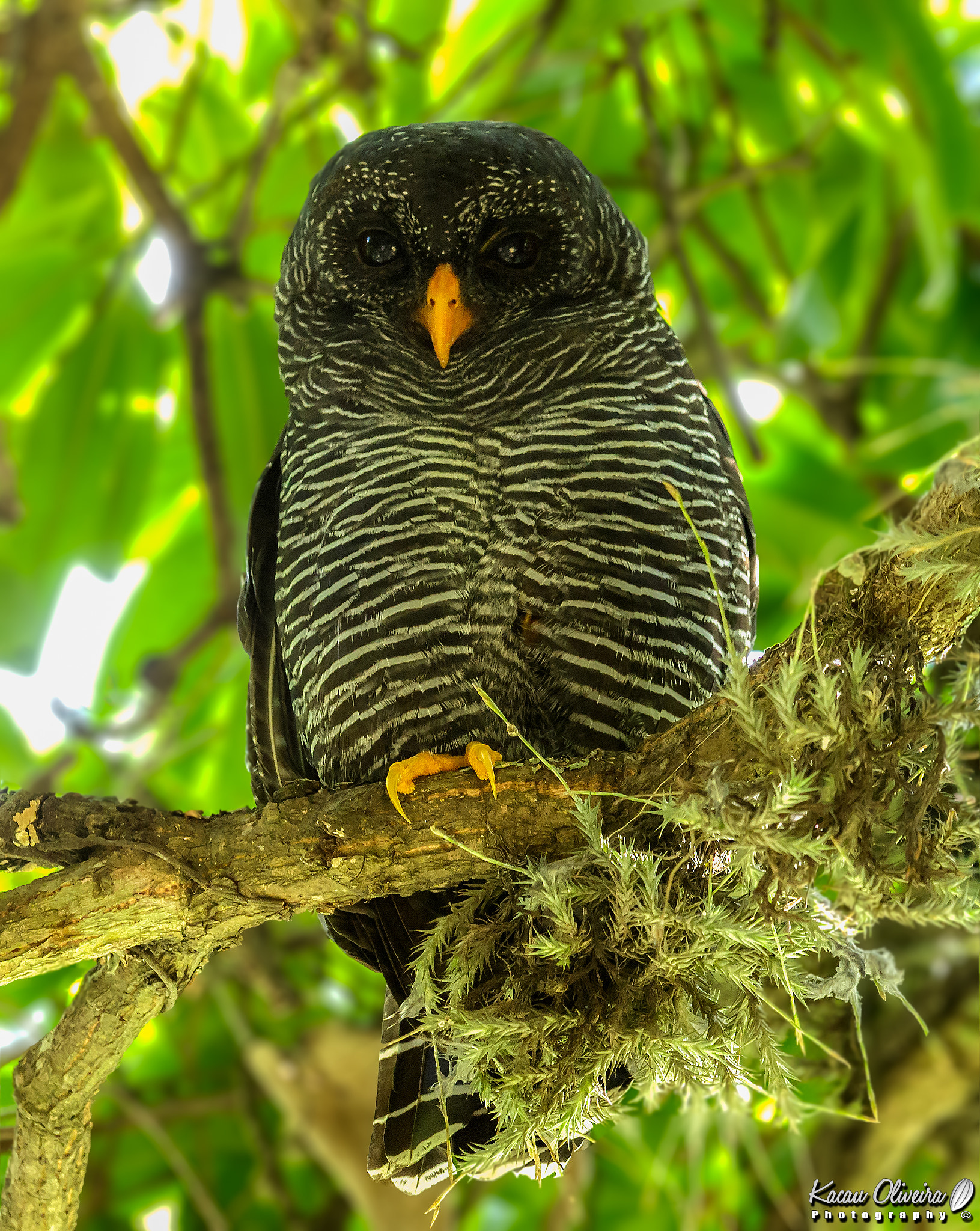 Canon EF 300mm F2.8L IS II USM sample photo. Black-banded owl- strix huhula photography