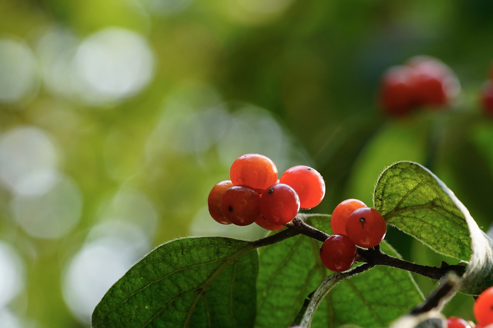 Sony a7 II + Sony FE 90mm F2.8 Macro G OSS sample photo. 丹秋 photography