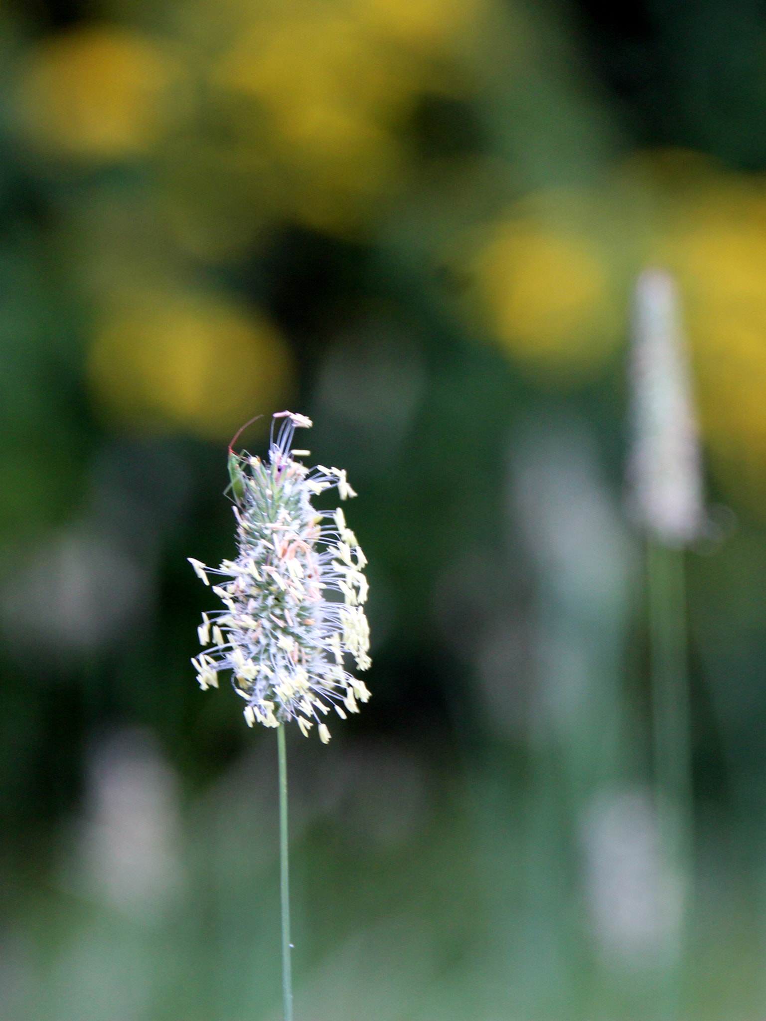 Sigma 18-250mm F3.5-6.3 DC OS HSM sample photo. Flower and bug photography