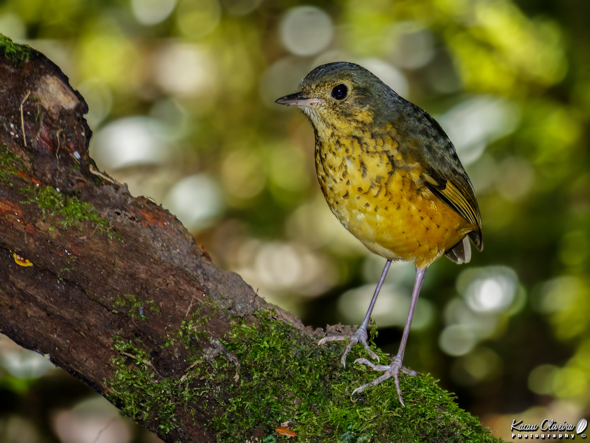 Canon EF-S 55-250mm F4-5.6 IS STM sample photo. Speckle-breasted antpitta-  hylopezus nattereri photography