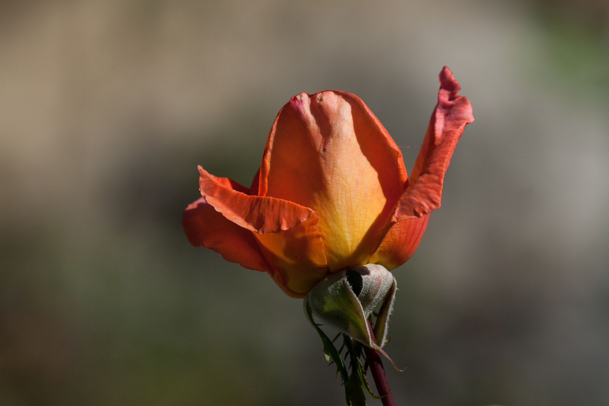 Canon EOS 1000D (EOS Digital Rebel XS / EOS Kiss F) sample photo. Vatrena photography