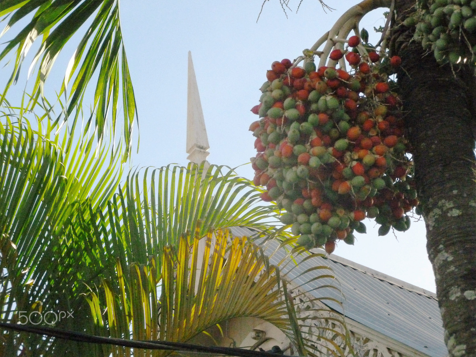 Panasonic DMC-FH25 sample photo. Ornamental needles in ginger houses. port of spain photography