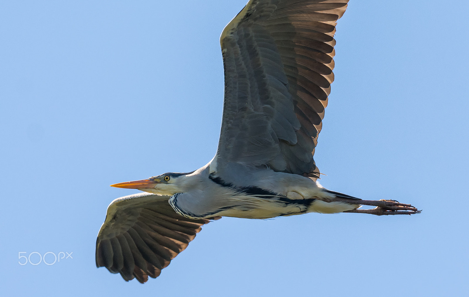 Nikon D7100 + Nikon AF-S Nikkor 500mm F4G ED VR sample photo. Blauwe reiger - blue heron photography