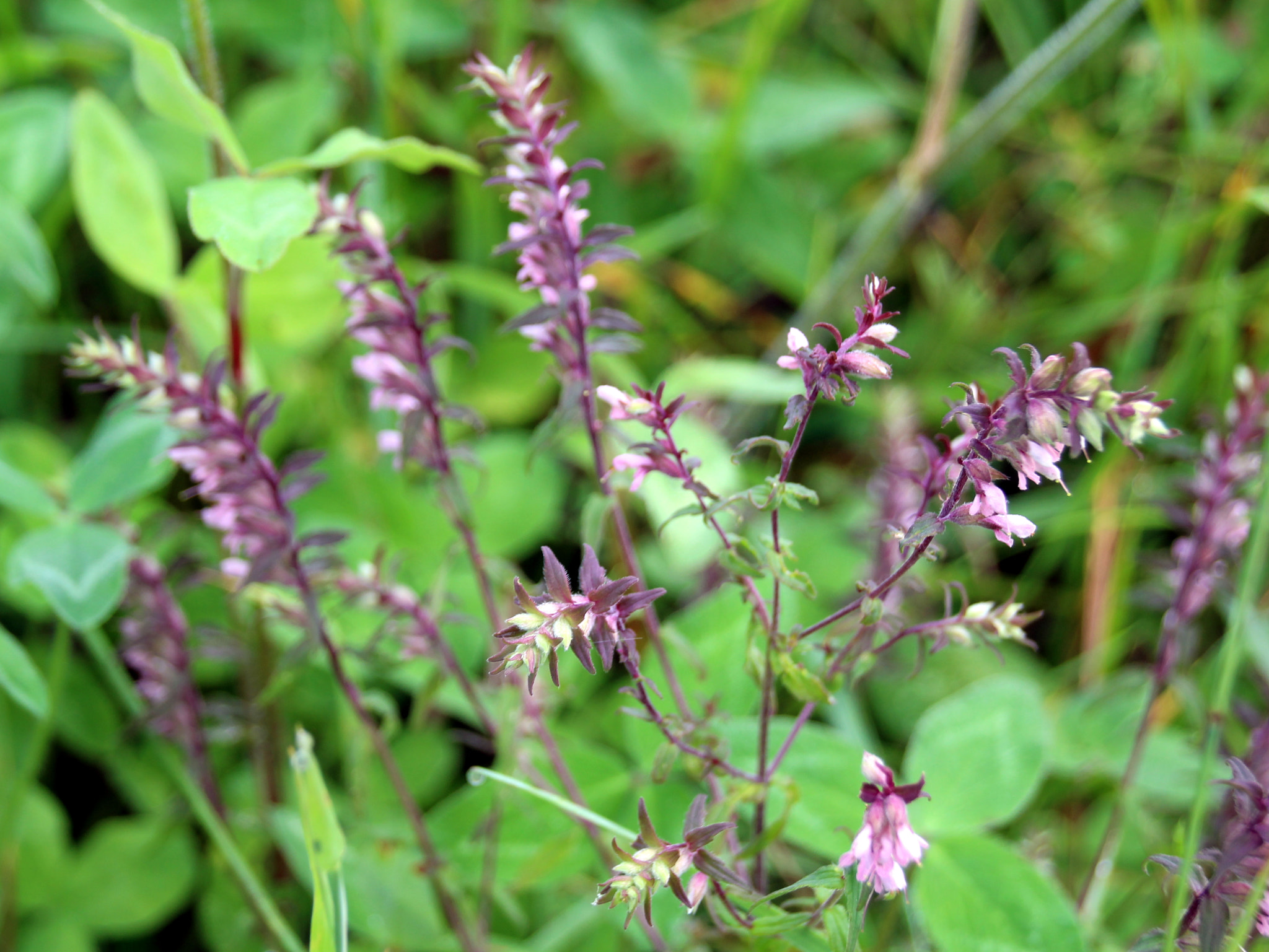 Sigma 18-250mm F3.5-6.3 DC OS HSM sample photo. Purple widlflowers photography