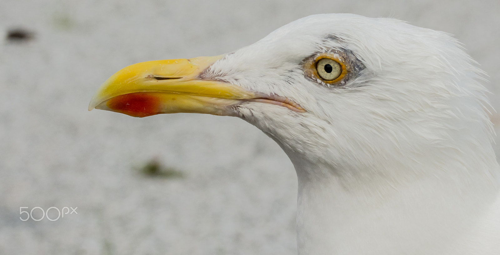 Sigma 50-500mm F4.5-6.3 DG OS HSM sample photo. Zilvermeeuw - herring gull photography