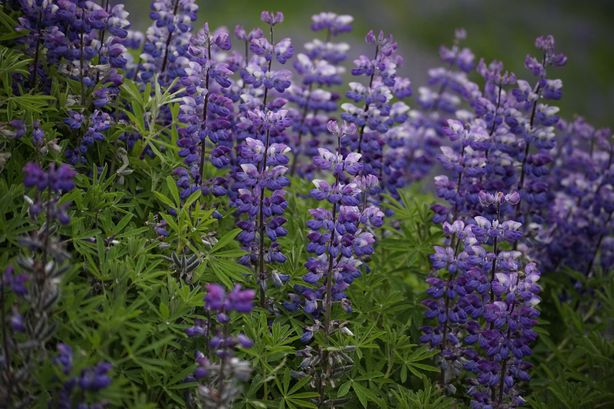 Sony a7 II + Sigma 70-300mm F4-5.6 DL Macro sample photo. Lupine in iceland photography
