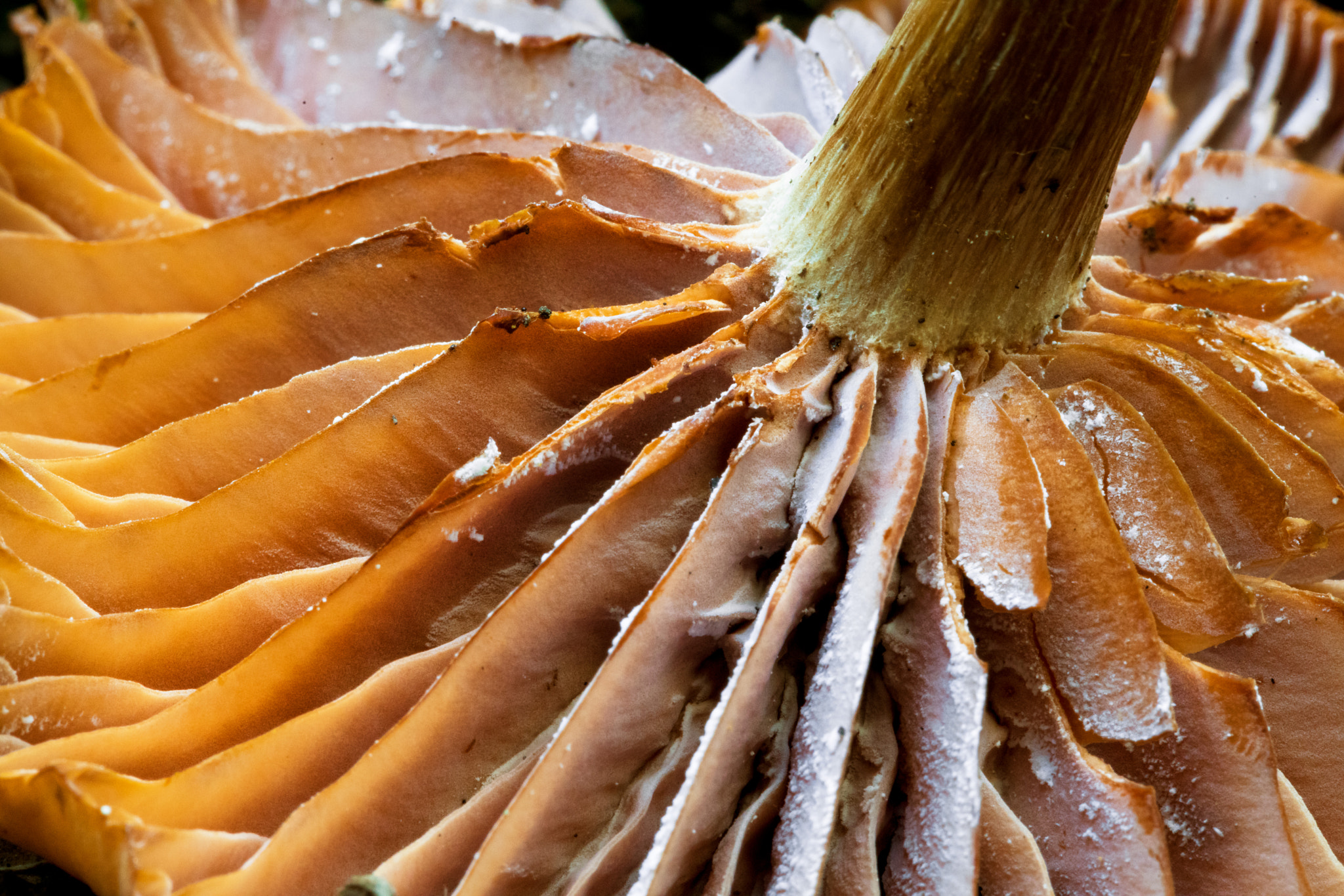 Sony a7R II + Canon EF 100mm F2.8L Macro IS USM sample photo. Fungus underside photography