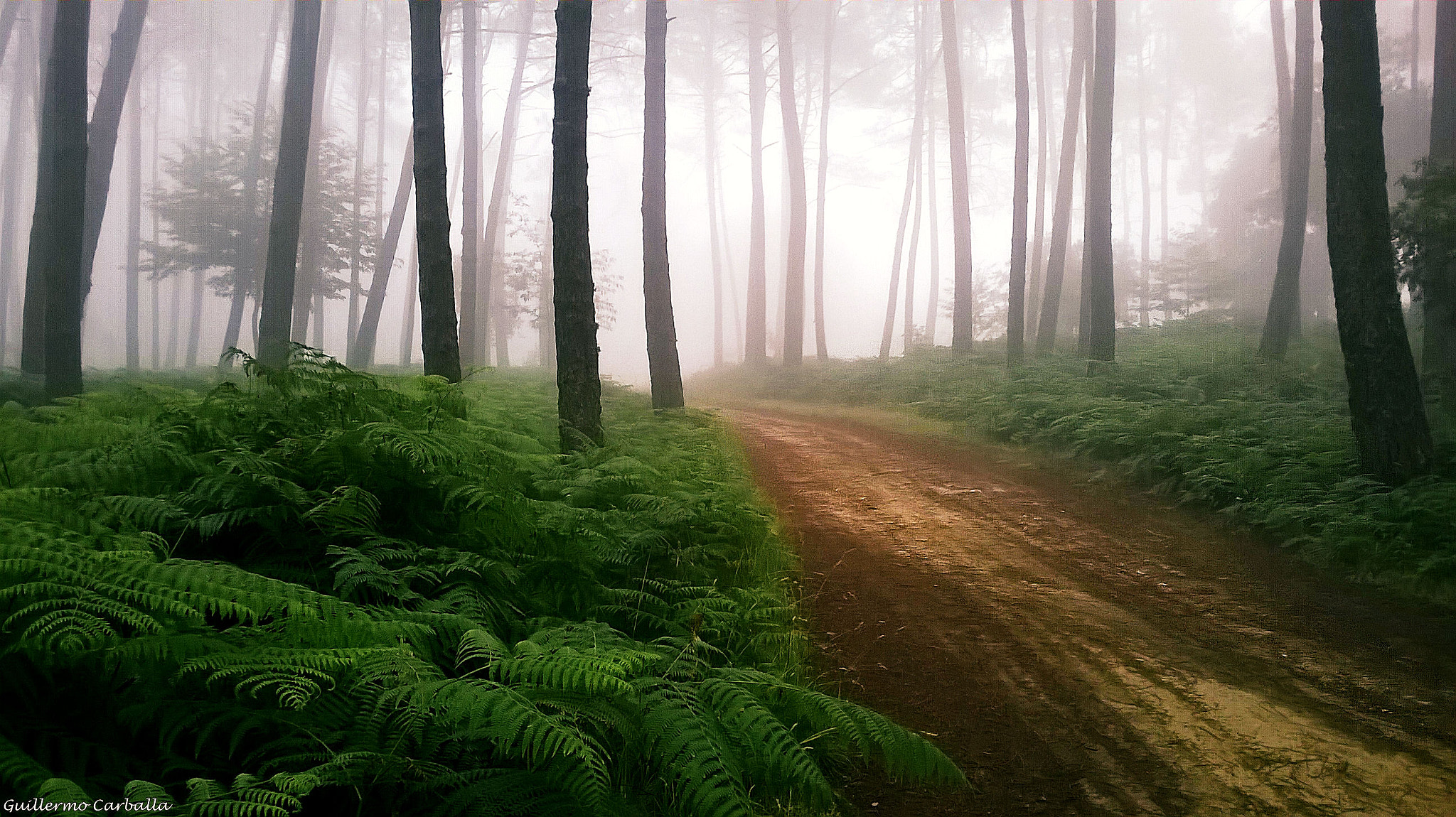 Nokia Lumia 635 sample photo. Summer forest photography