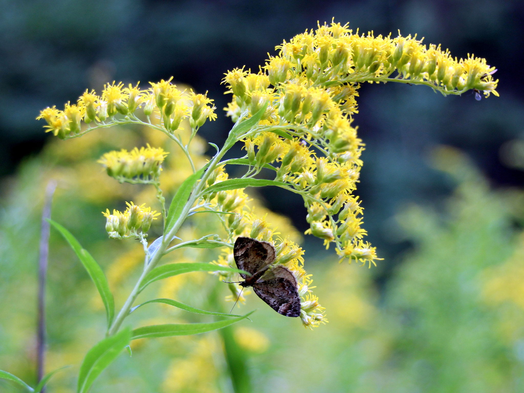 Sigma 18-250mm F3.5-6.3 DC OS HSM sample photo. Goldernrod and butterfly photography