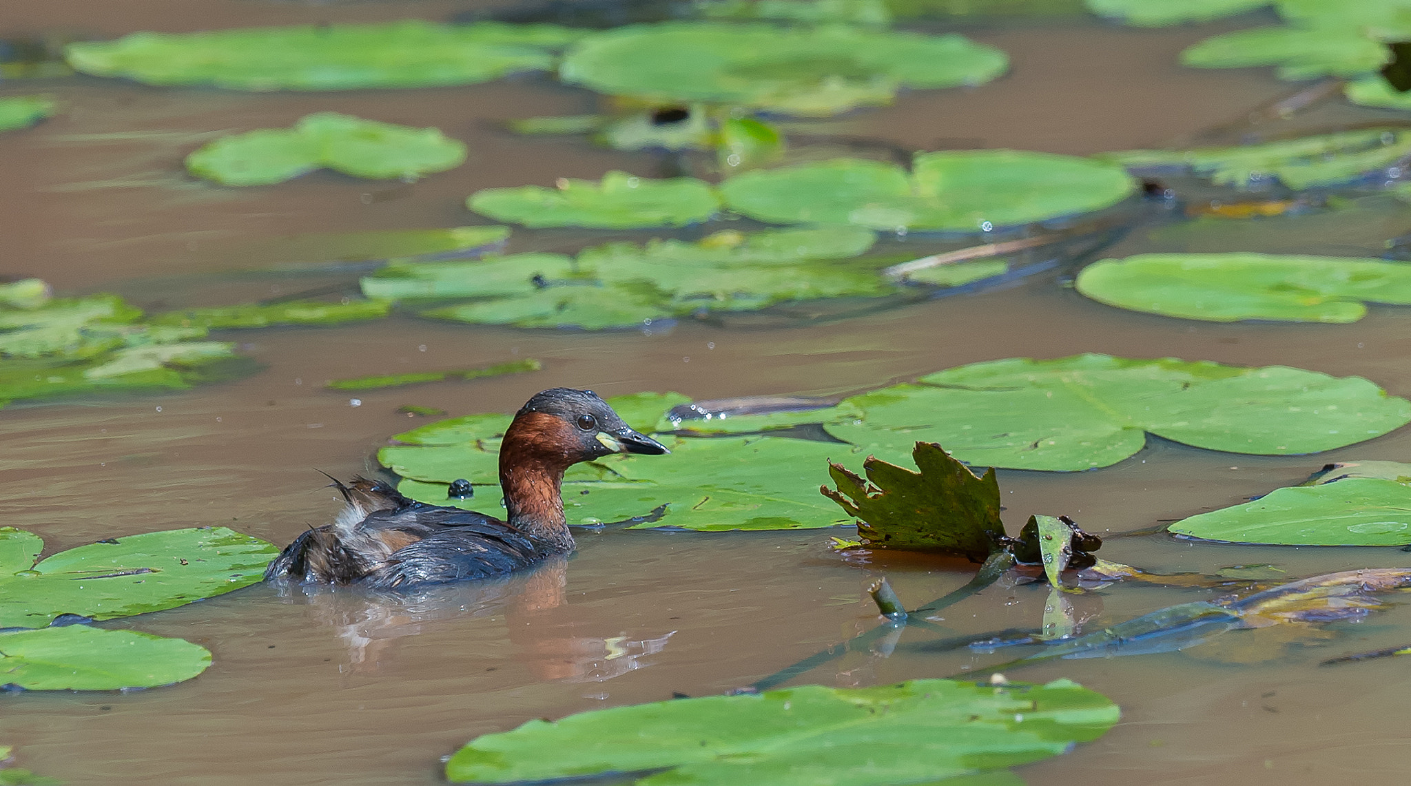 Nikon D4 sample photo. Dodaars - little grebe photography