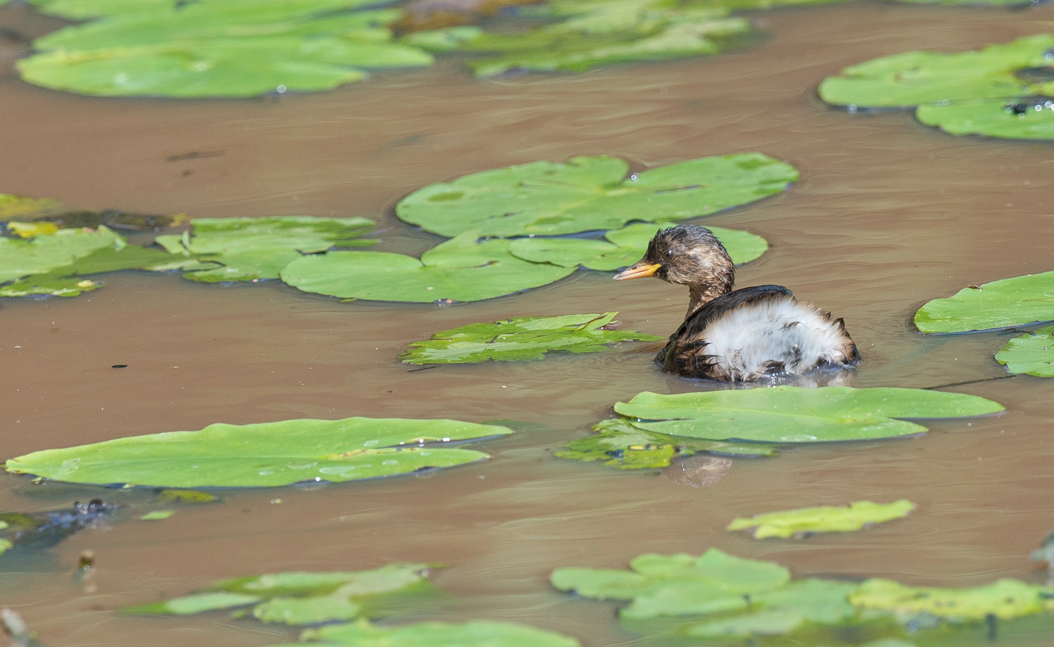 Nikon D4 + Nikon AF-S Nikkor 500mm F4G ED VR sample photo. Dodaars juveniel - little grebe juvenile photography