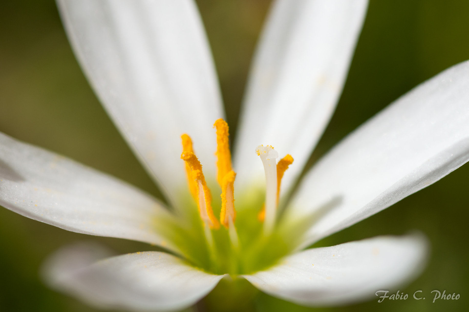 Nikon AF-S Micro-Nikkor 105mm F2.8G IF-ED VR sample photo. White flower photography