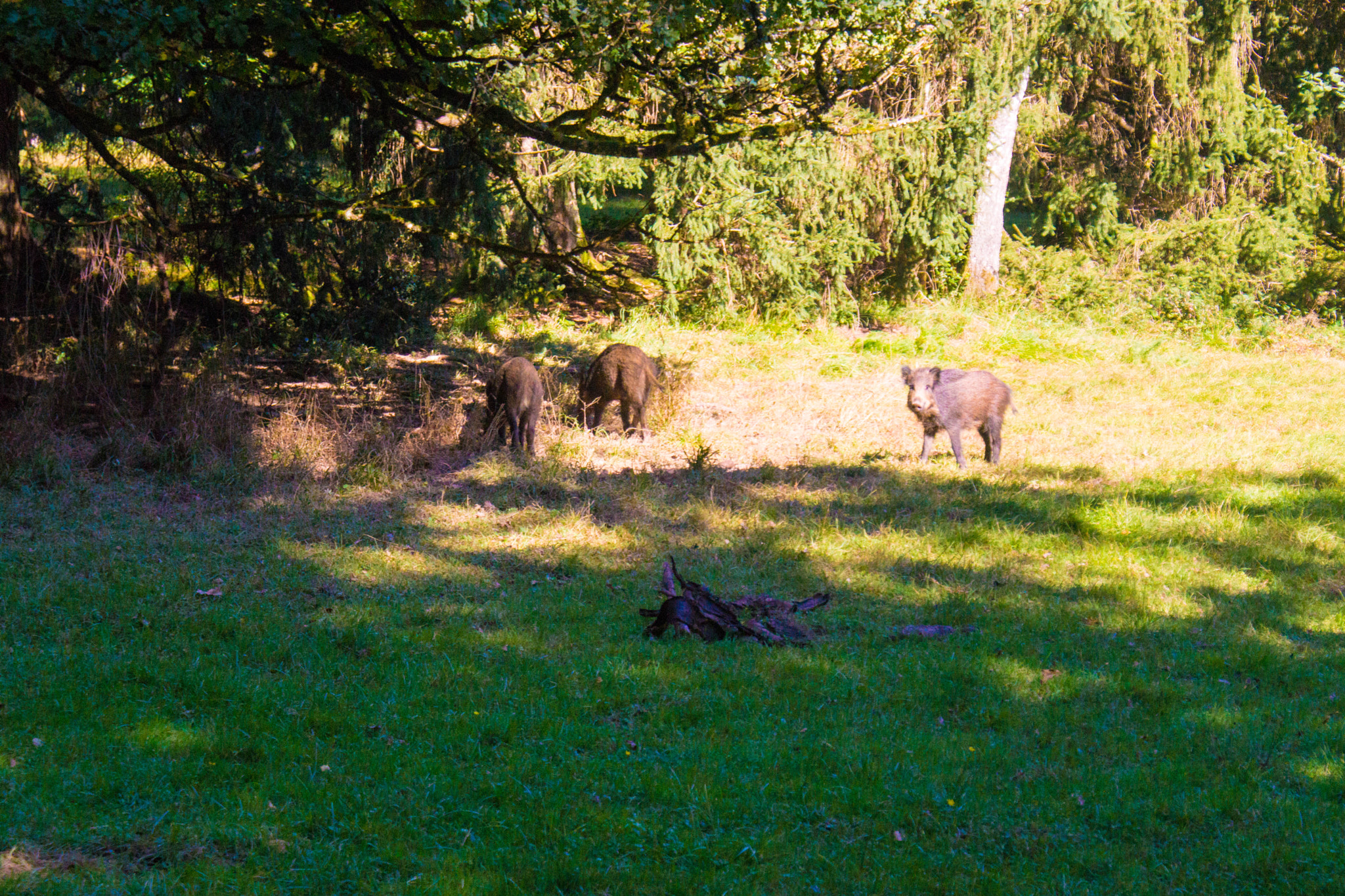 Sony DT 18-70mm F3.5-5.6 sample photo. Eins der wildschweine von meinem platz aus photography
