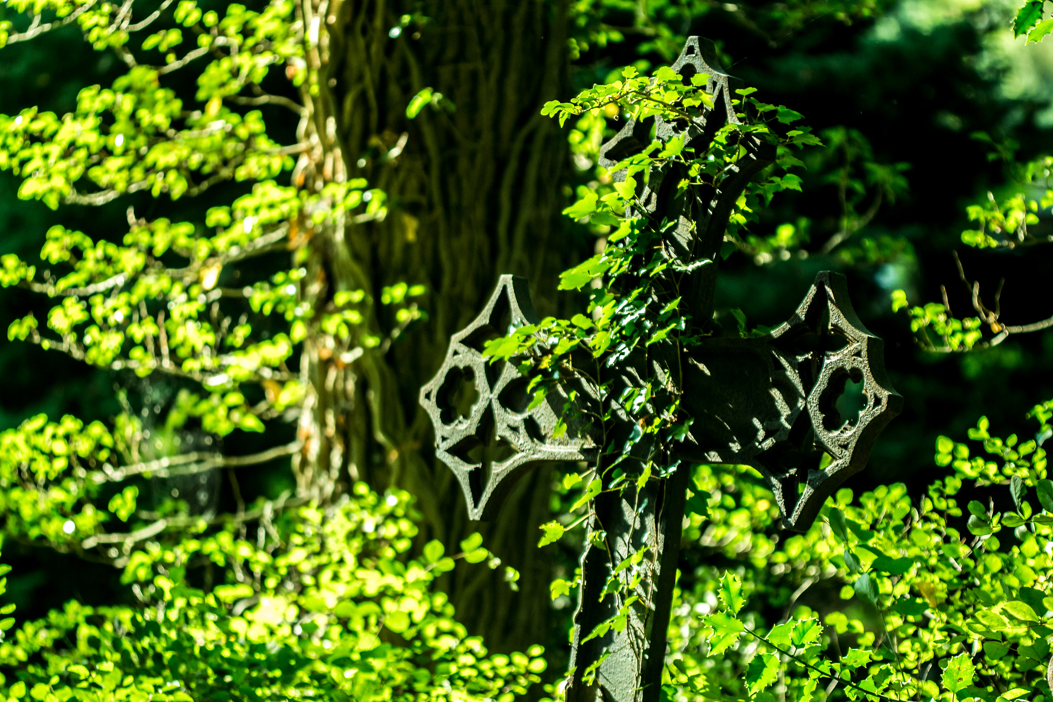 Sigma APO Macro 150mm f/2.8 EX DG HSM sample photo. The old cross photography