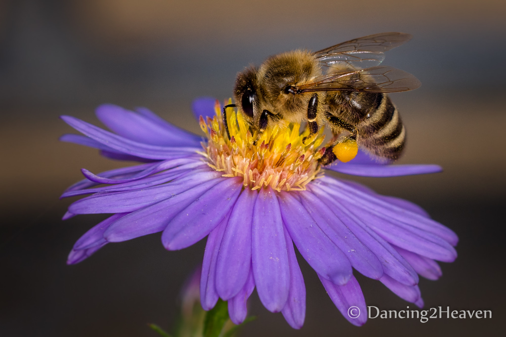 Canon EOS 700D (EOS Rebel T5i / EOS Kiss X7i) + Canon EF 100mm F2.8L Macro IS USM sample photo. Macro bee photography