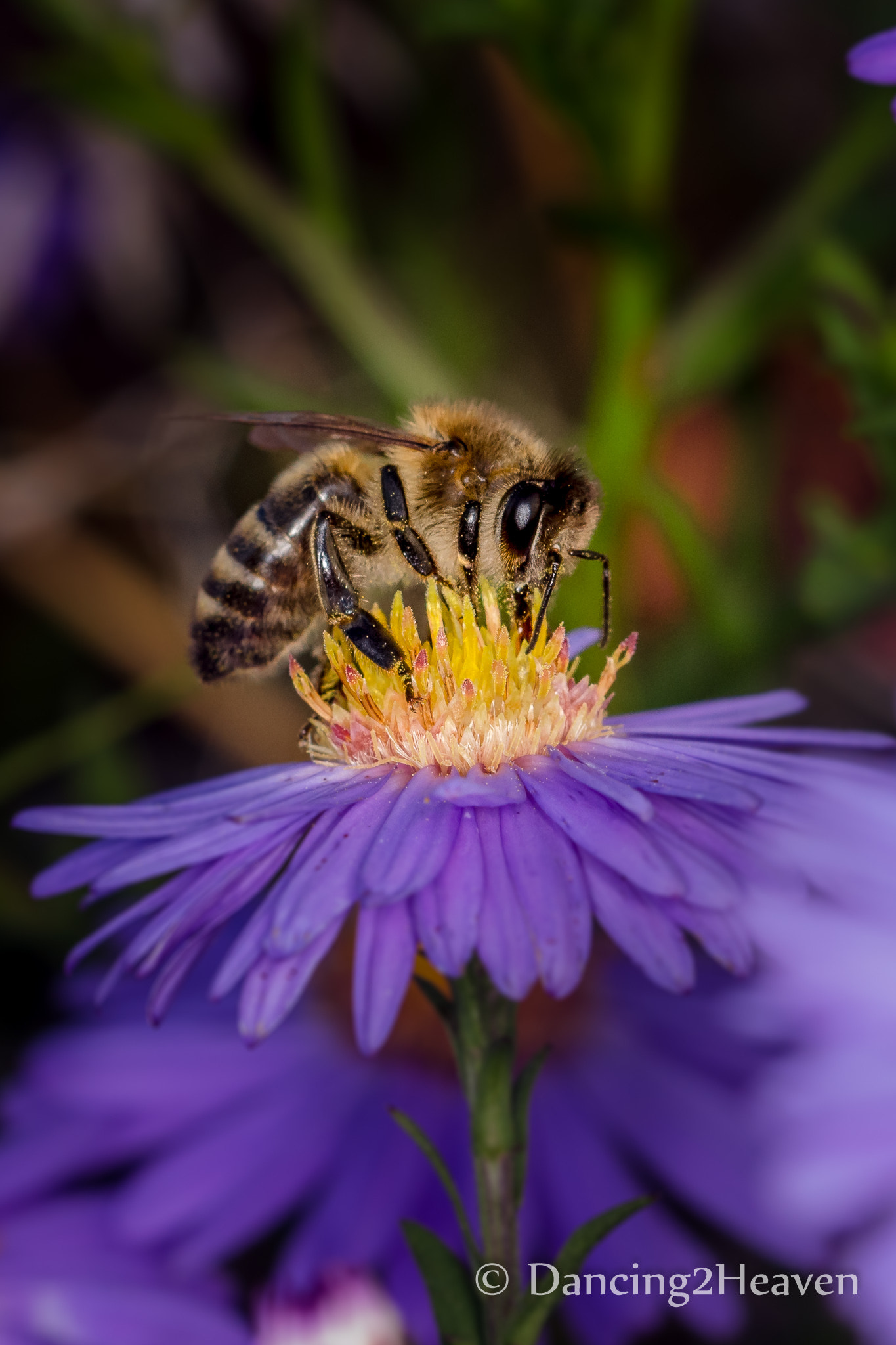 Canon EOS 700D (EOS Rebel T5i / EOS Kiss X7i) + Canon EF 100mm F2.8L Macro IS USM sample photo. Macro bee photography