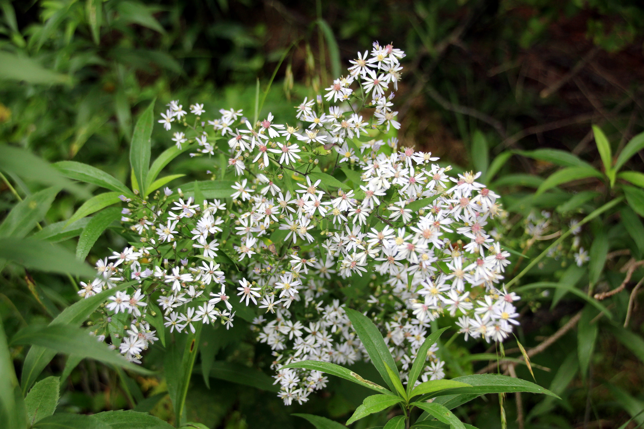 Sigma 18-250mm F3.5-6.3 DC OS HSM sample photo. Delicate wildflowers photography