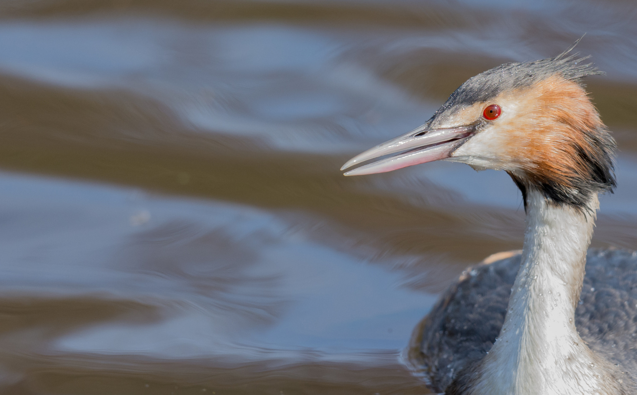 Nikon D7100 + Nikon AF-S Nikkor 500mm F4G ED VR sample photo. Fuut - grebe photography