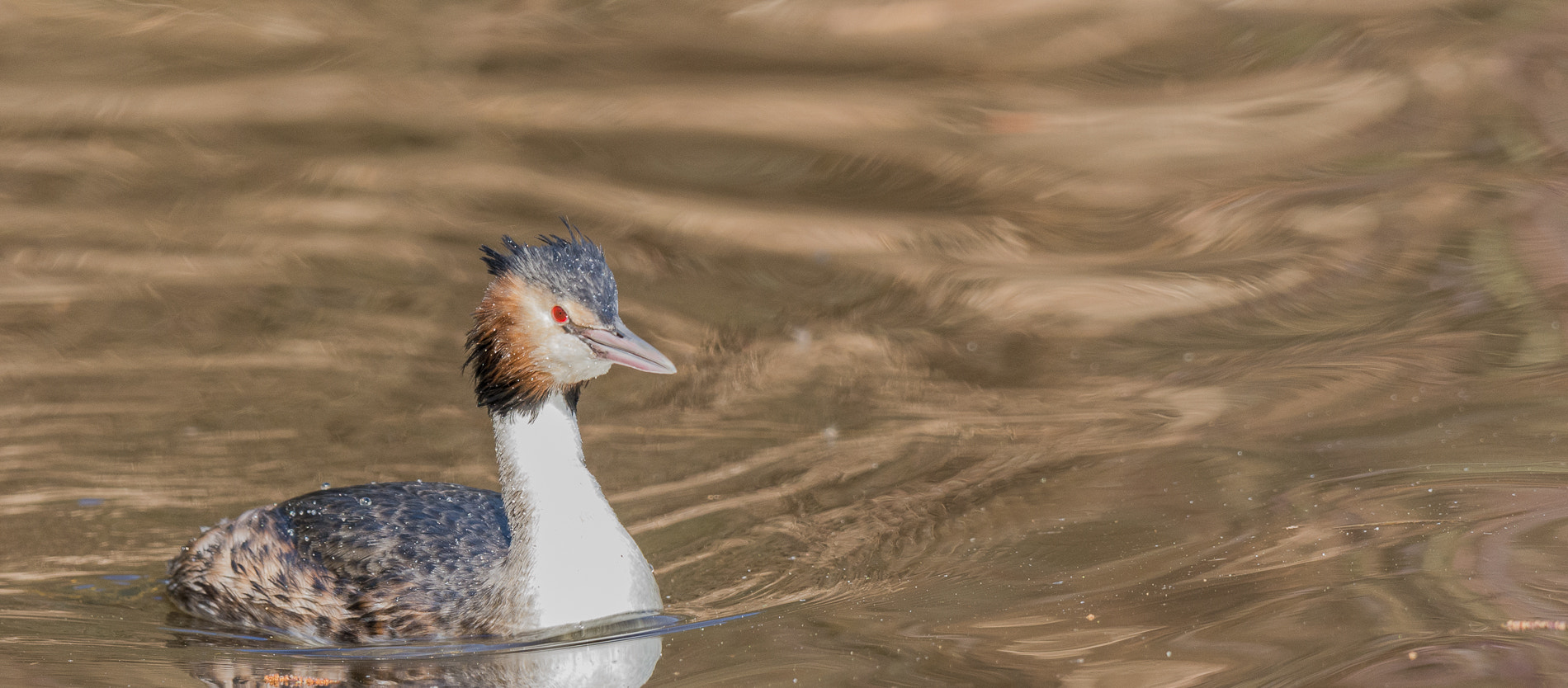 Nikon D7100 + Nikon AF-S Nikkor 500mm F4G ED VR sample photo. Fuut - grebe photography