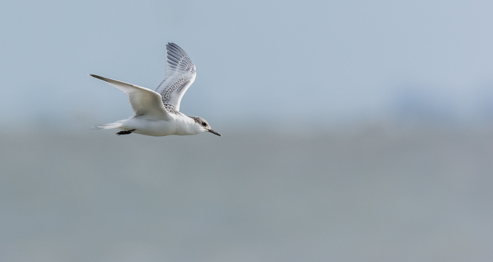 Nikon D7100 + Nikon AF-S Nikkor 500mm F4G ED VR sample photo. Grote stern juveniel - sandwich tern juvenile photography