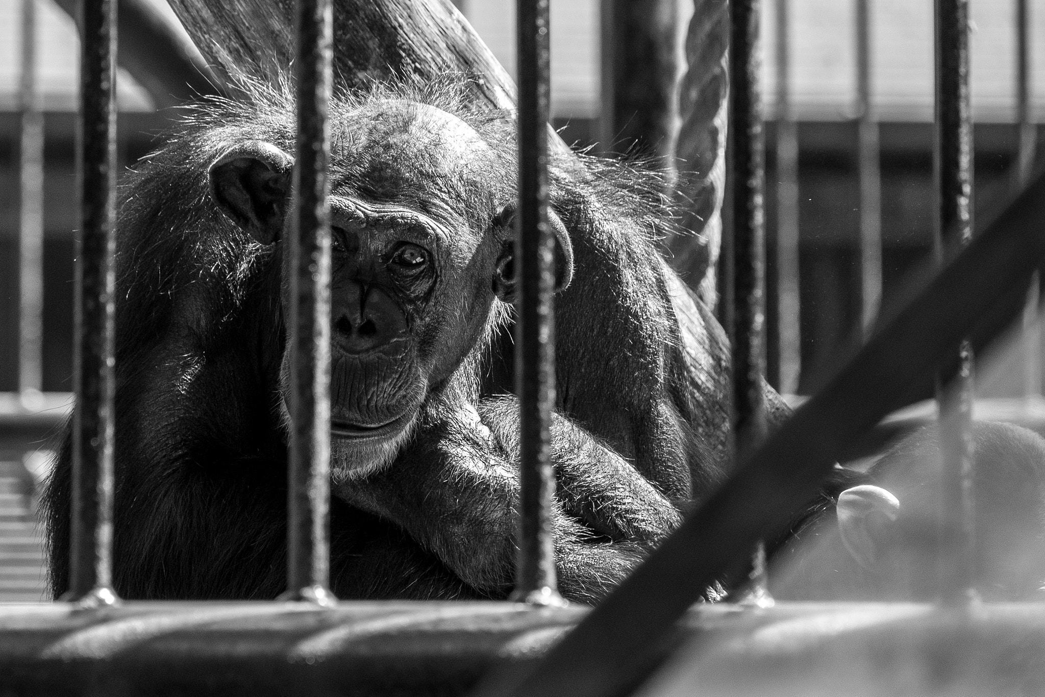 Fujifilm X-E1 + Fujifilm XC 50-230mm F4.5-6.7 OIS sample photo. Chimpanzee photography