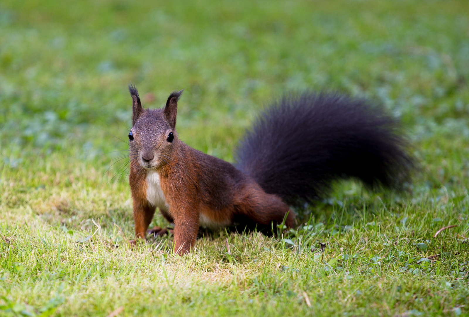 Canon EOS 650D (EOS Rebel T4i / EOS Kiss X6i) + Canon EF 70-200mm F4L USM sample photo. Squirrel photography