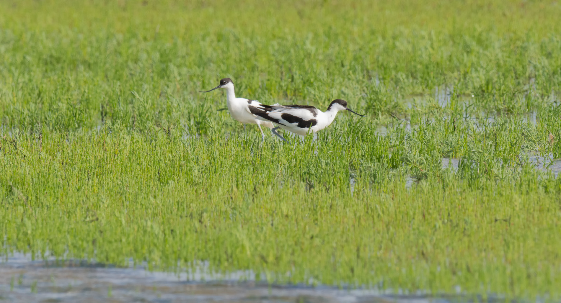 Nikon D7100 + Nikon AF-S Nikkor 500mm F4G ED VR sample photo. Kluut - avocet photography