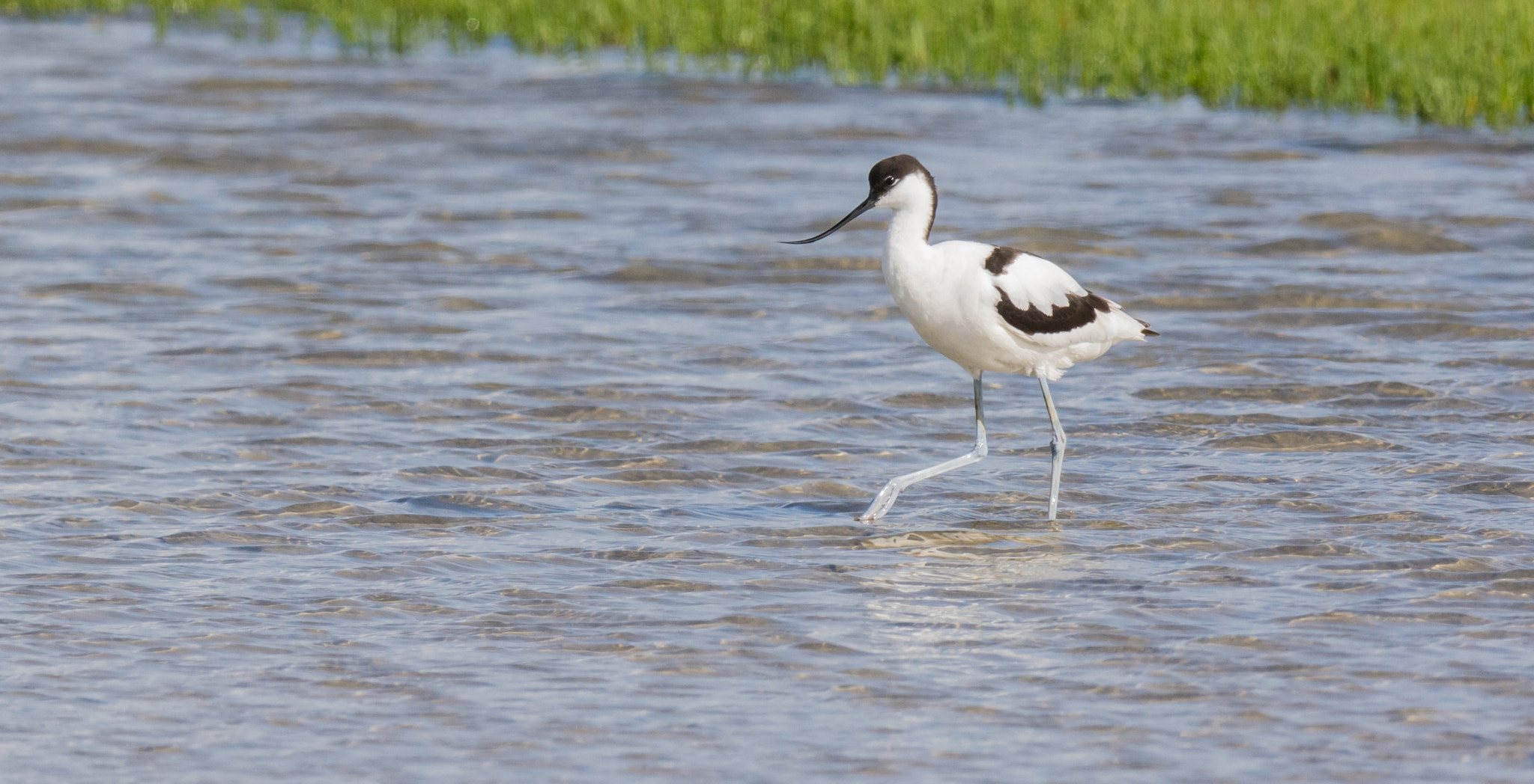 Nikon D7100 + Nikon AF-S Nikkor 500mm F4G ED VR sample photo. Kluut - avocet photography