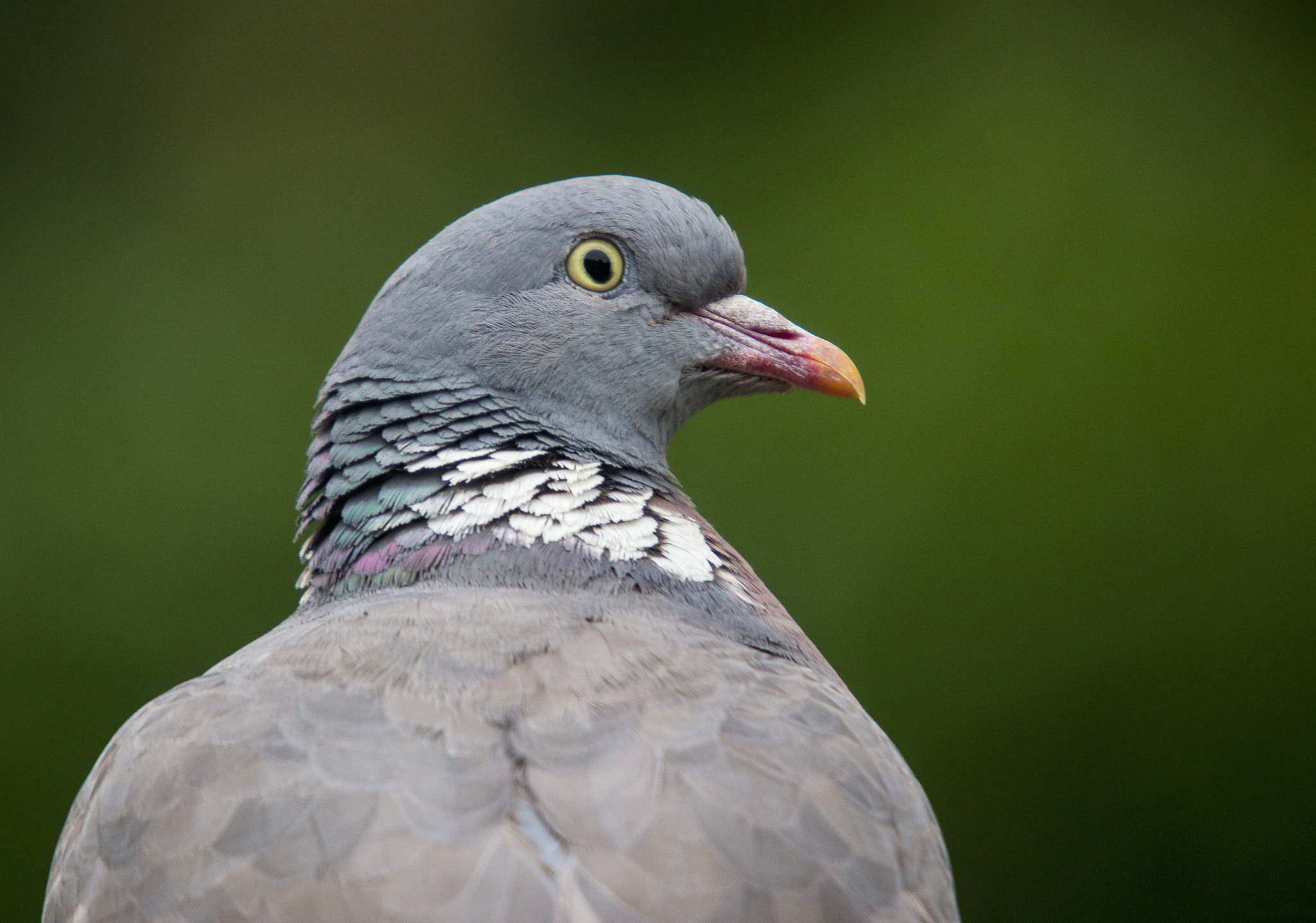 Sigma 50-500mm f/4-6.3 APO HSM EX sample photo. Wood pigeon head study photography