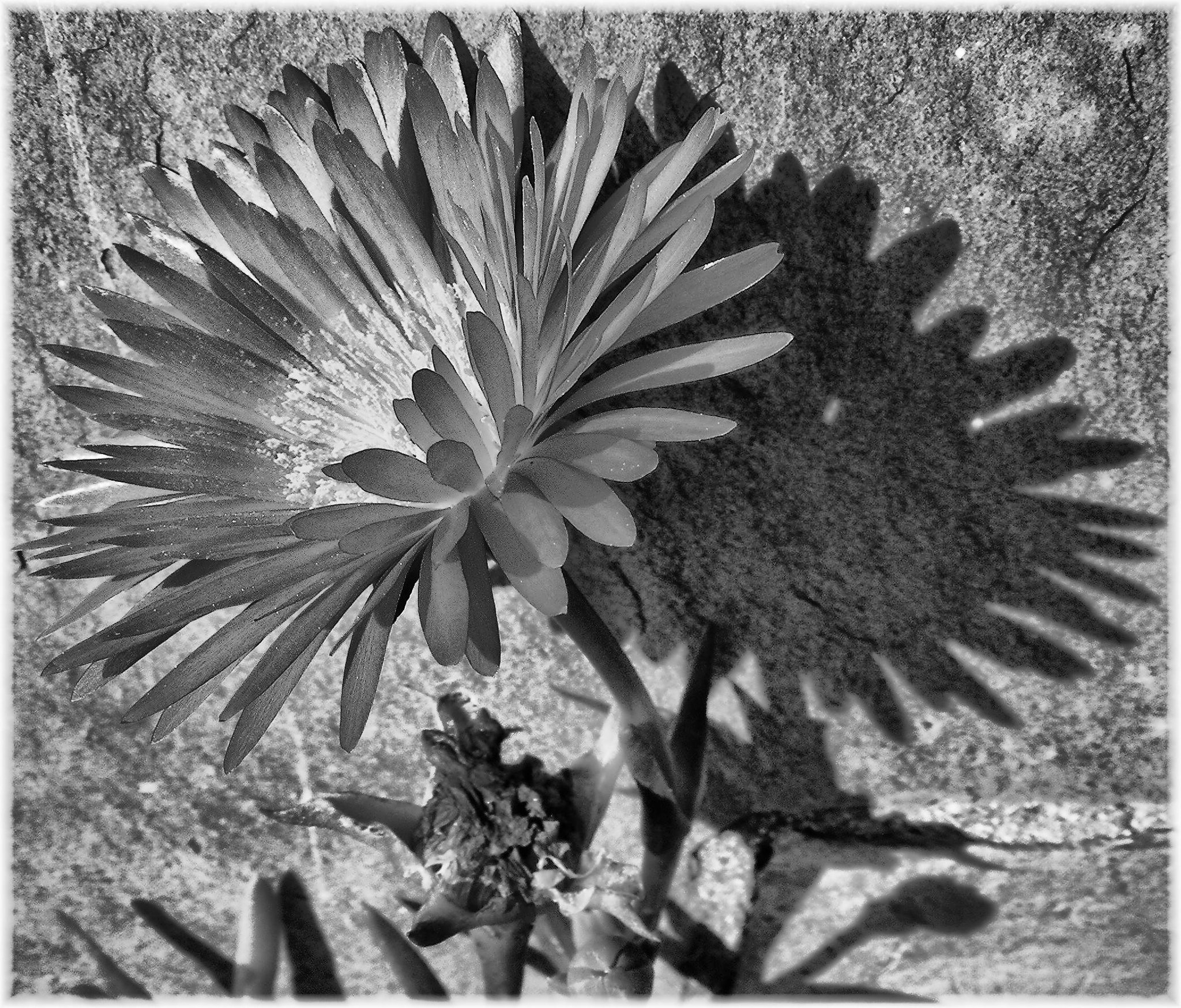 Nikon COOLPIX S4 sample photo. Flor y sombra photography