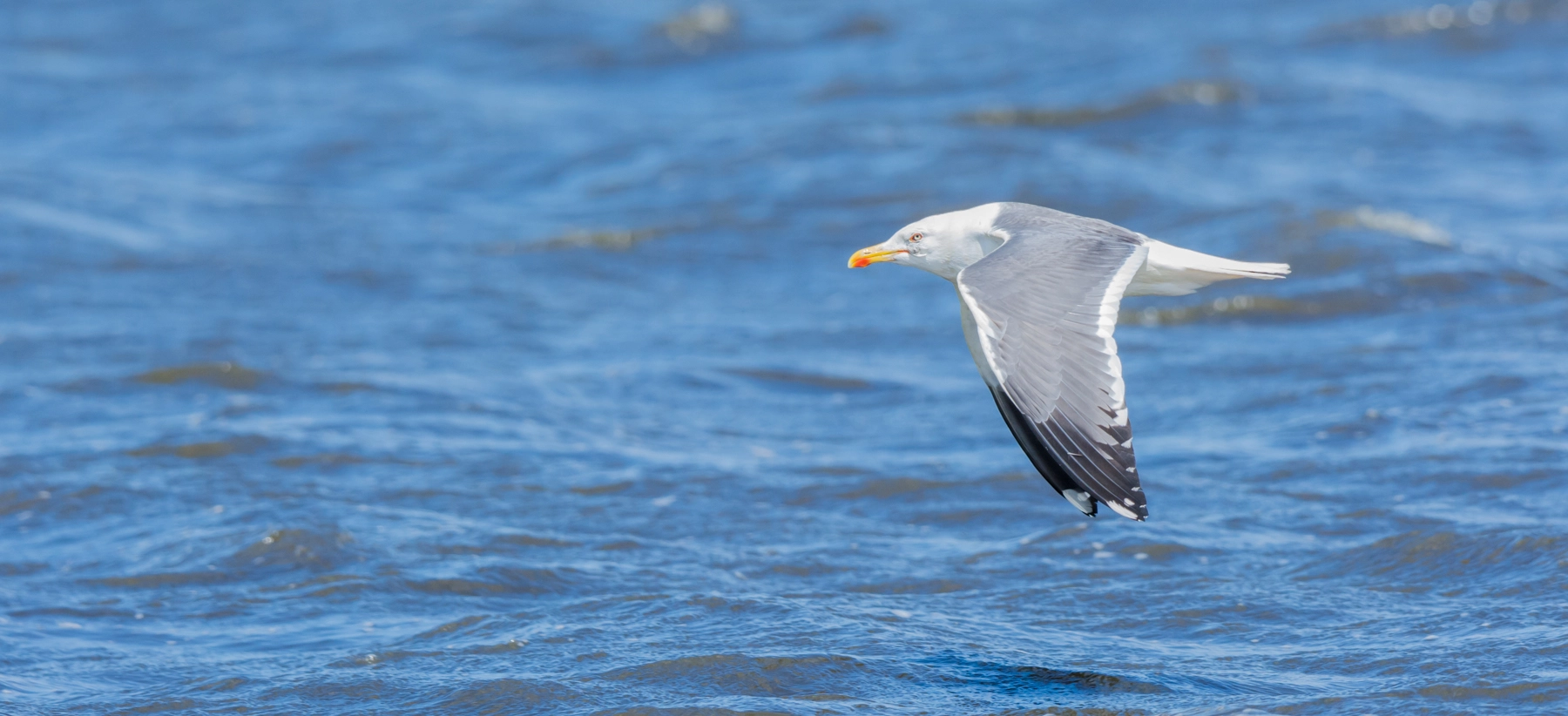 Nikon D7100 + Nikon AF-S Nikkor 500mm F4G ED VR sample photo. Zilvermeeuw - herring gull photography