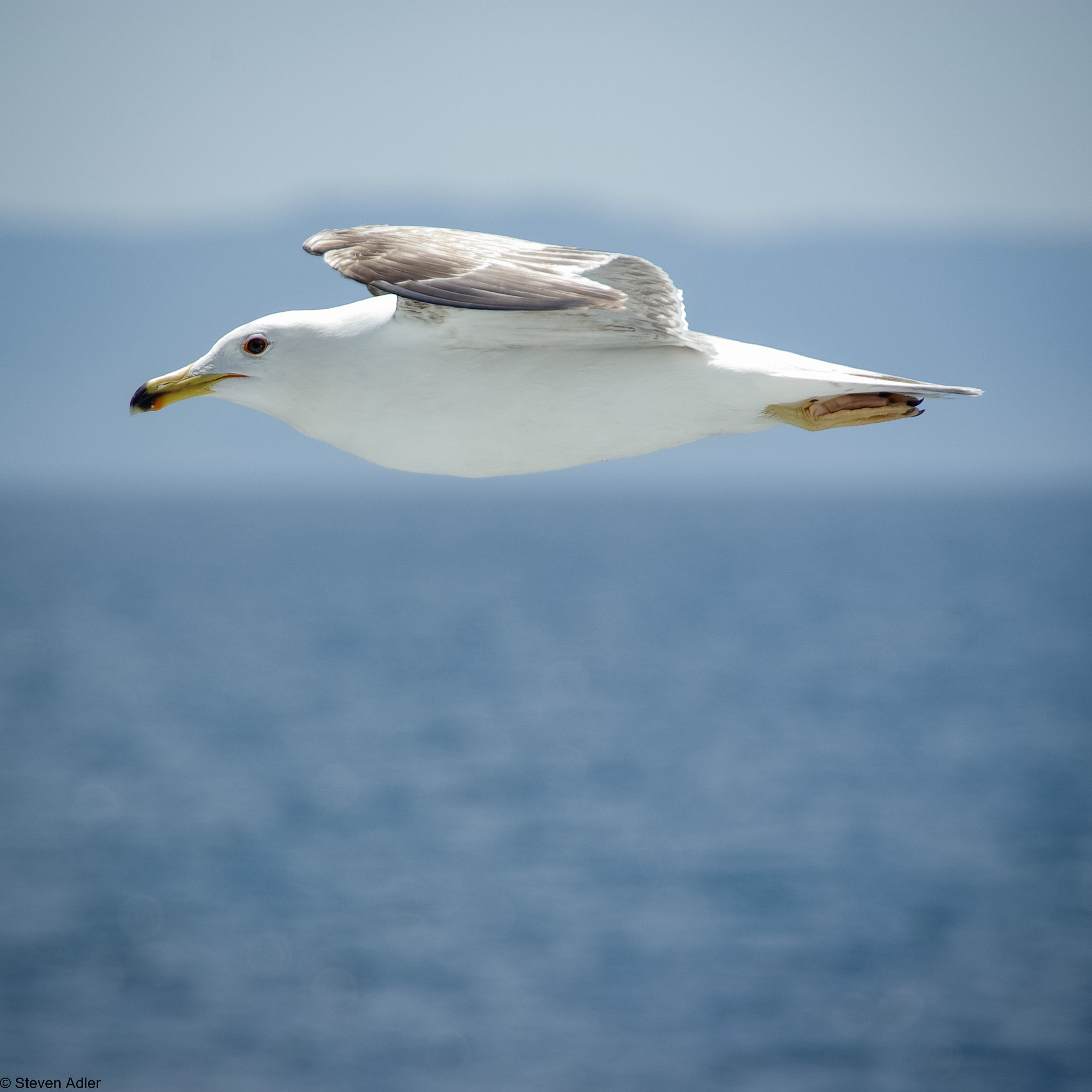 Pentax K10D + Pentax smc DA 18-250mm F3.5-6.3 sample photo. Seagull, creek photography