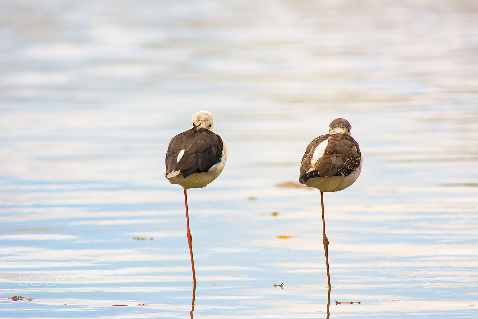 AF Nikkor 300mm f/4 IF-ED sample photo. Zen moment photography
