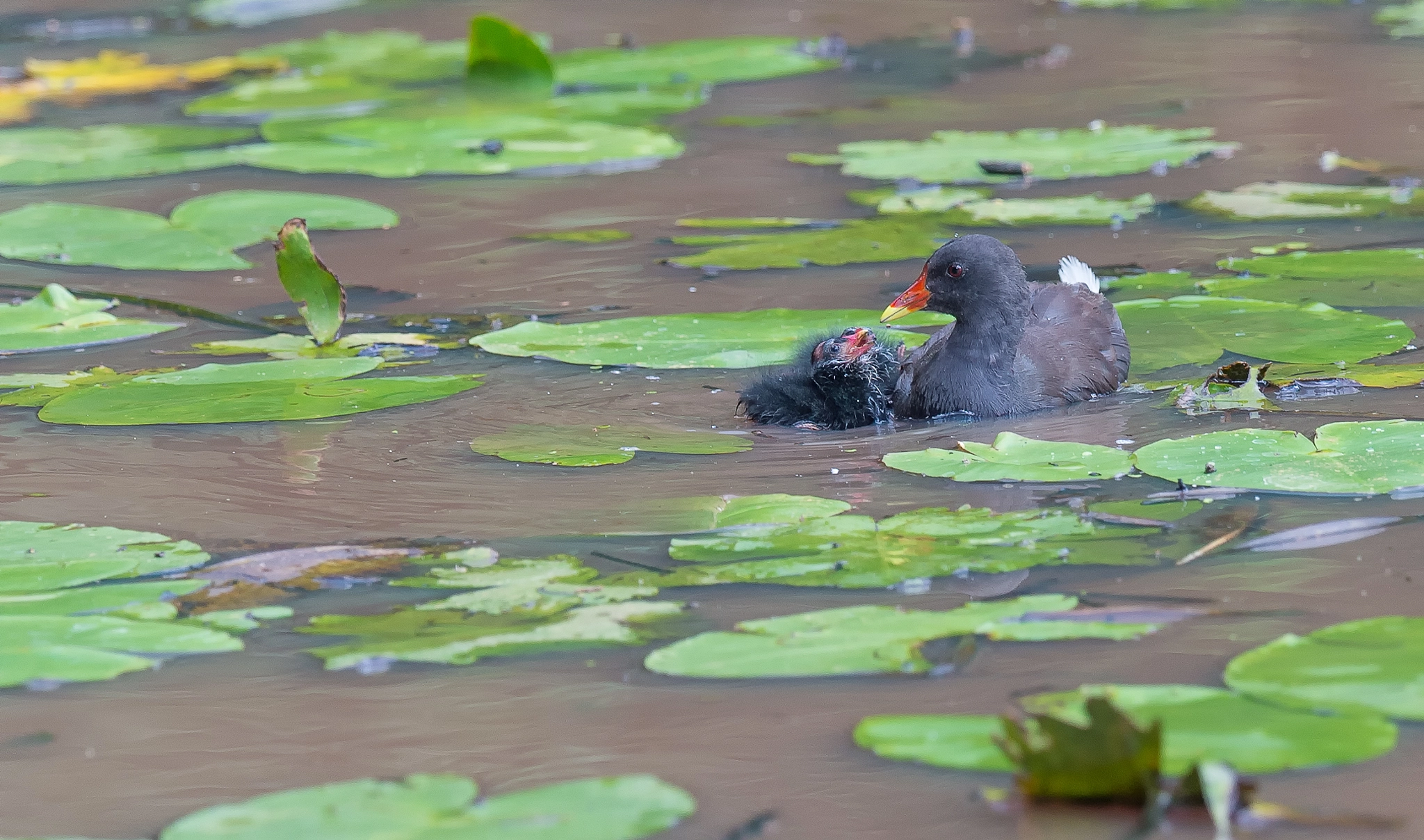 Nikon D4 + Nikon AF-S Nikkor 500mm F4G ED VR sample photo. Waterhoen met juveniel - moorhen whit juvenile photography
